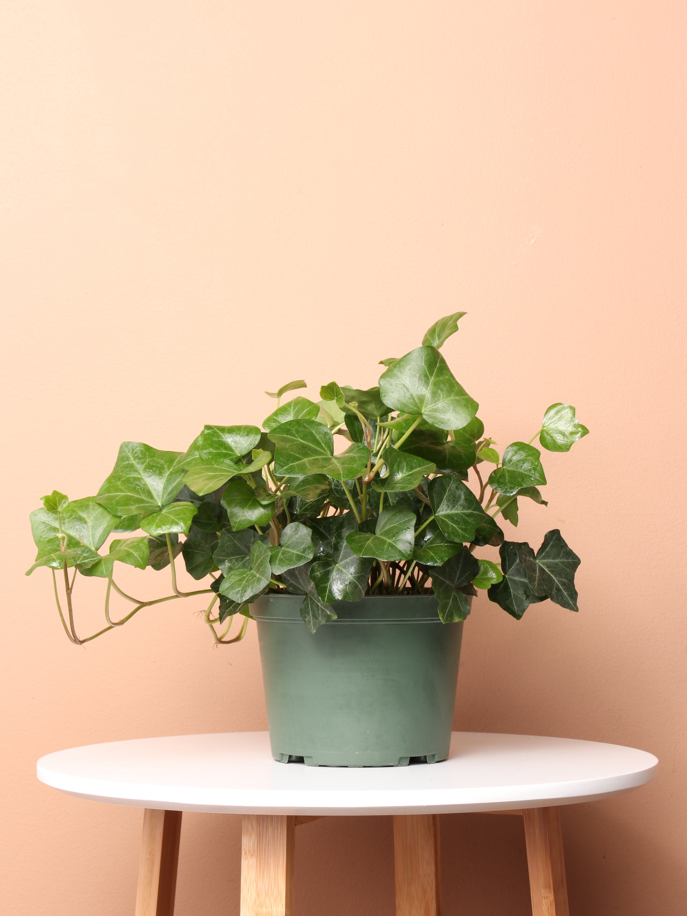 english ivy as indoor plant Buy Medium Helix Ivy Online | Easy Care House Plant