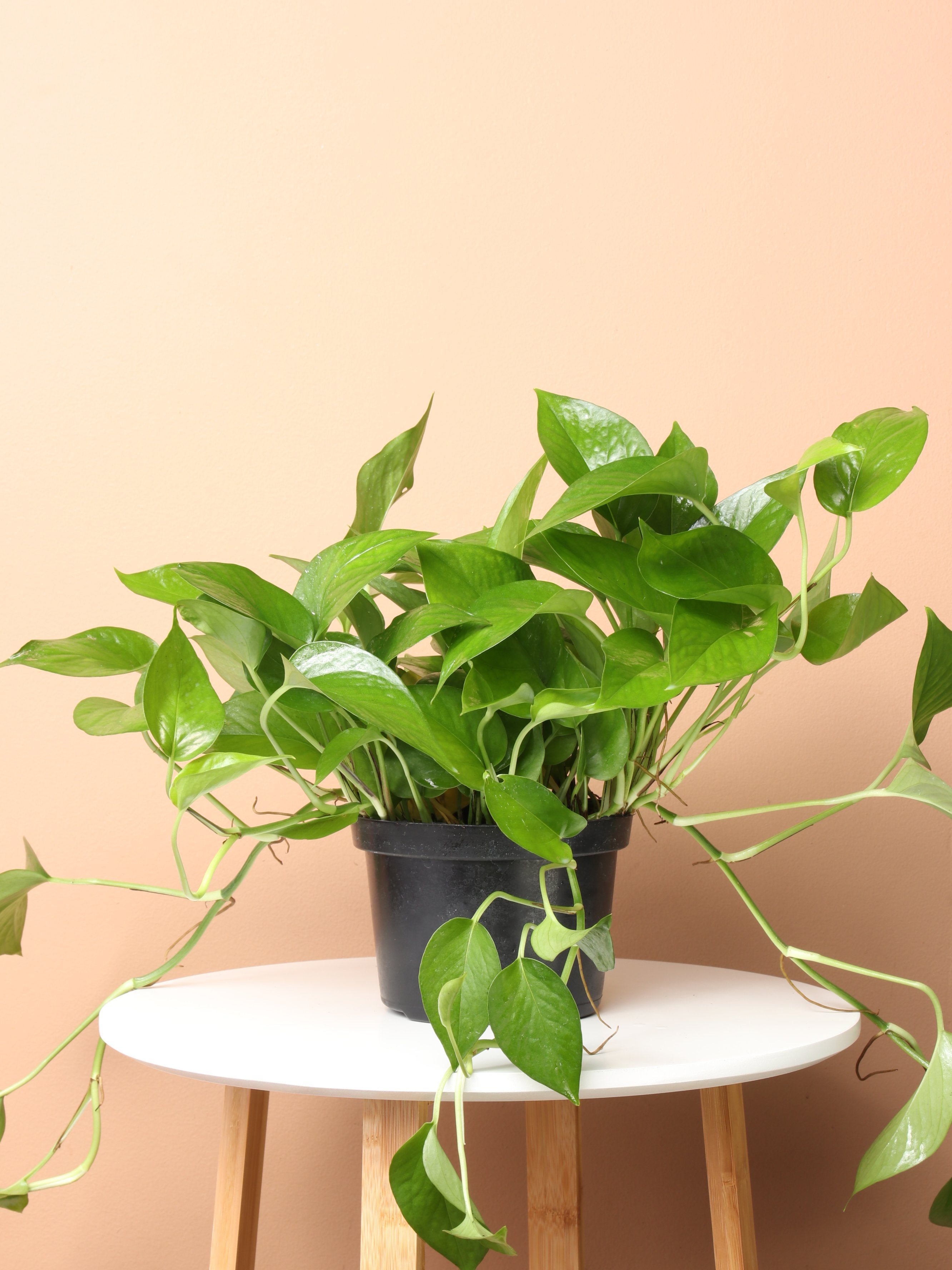 jade pothos watering Buy Medium Jade Pothos Online | Indoor Succulent