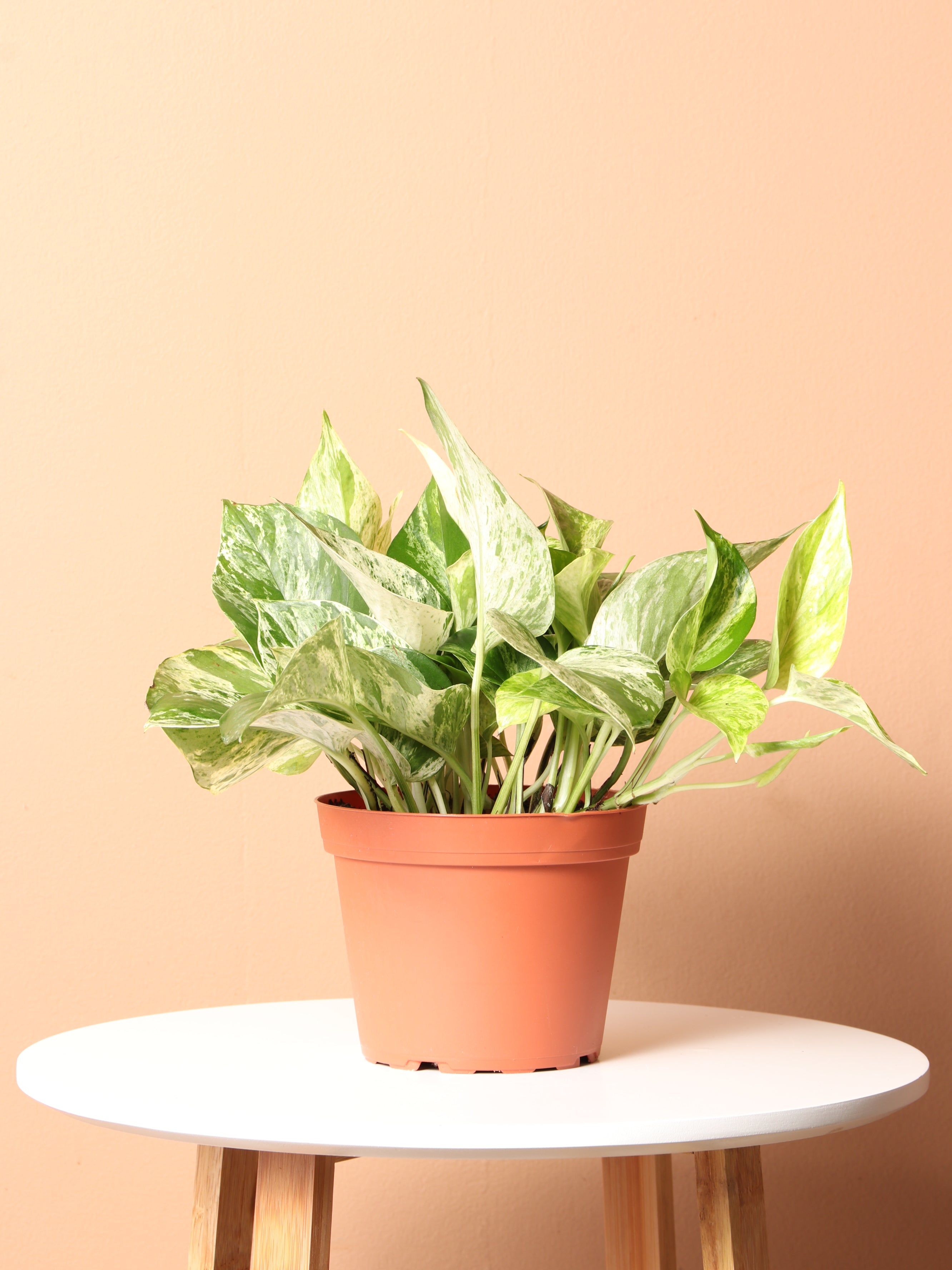 marble queen pothos plants Buy Marble Queen Pothos Online - Epipremnum aureum 'Marble Queen' main image 1