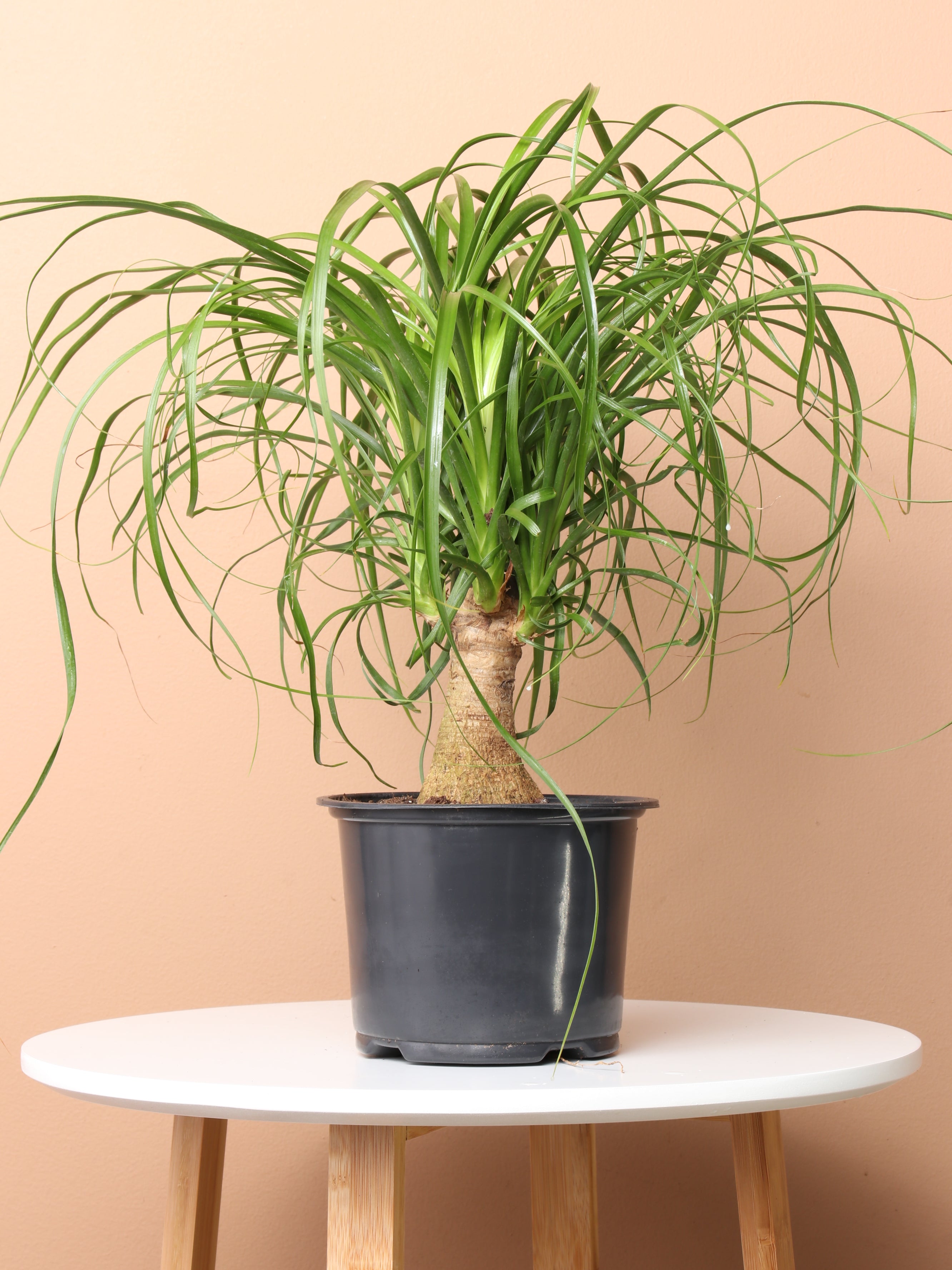 hair palm plant Buy Medium Ponytail Palm Online | Indoor Palm