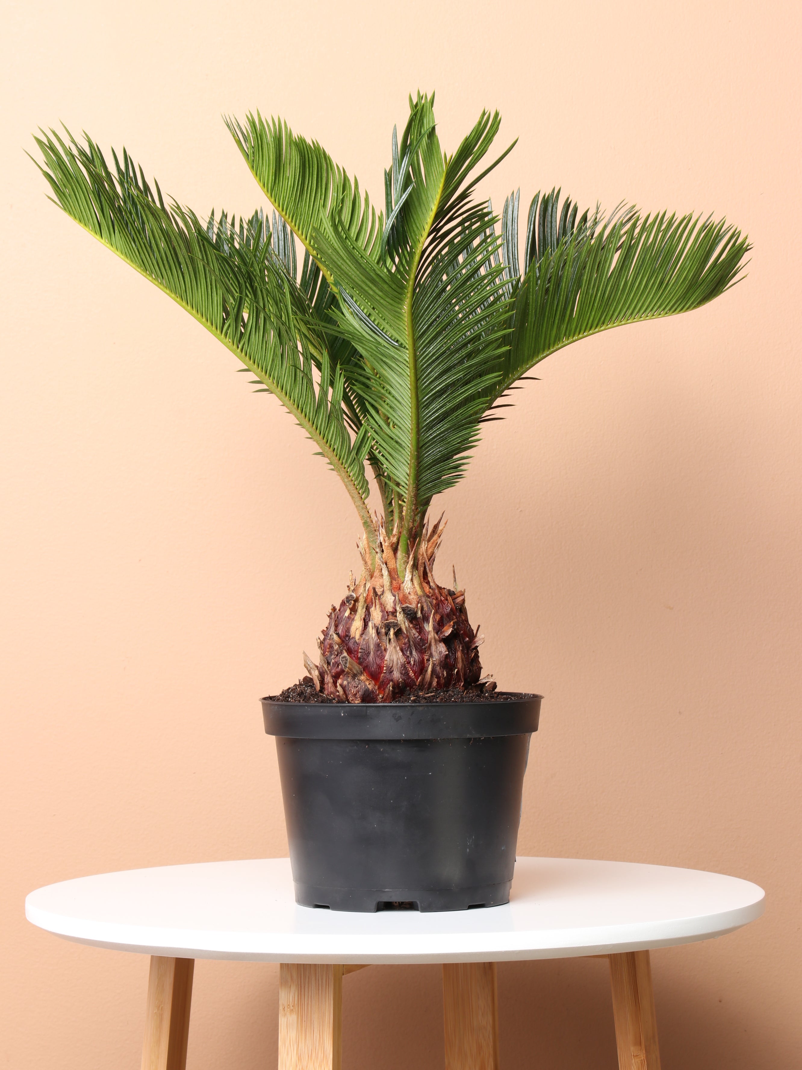 sago palm plant indoor Buy Medium Sago Palm Online | Indoor Palm