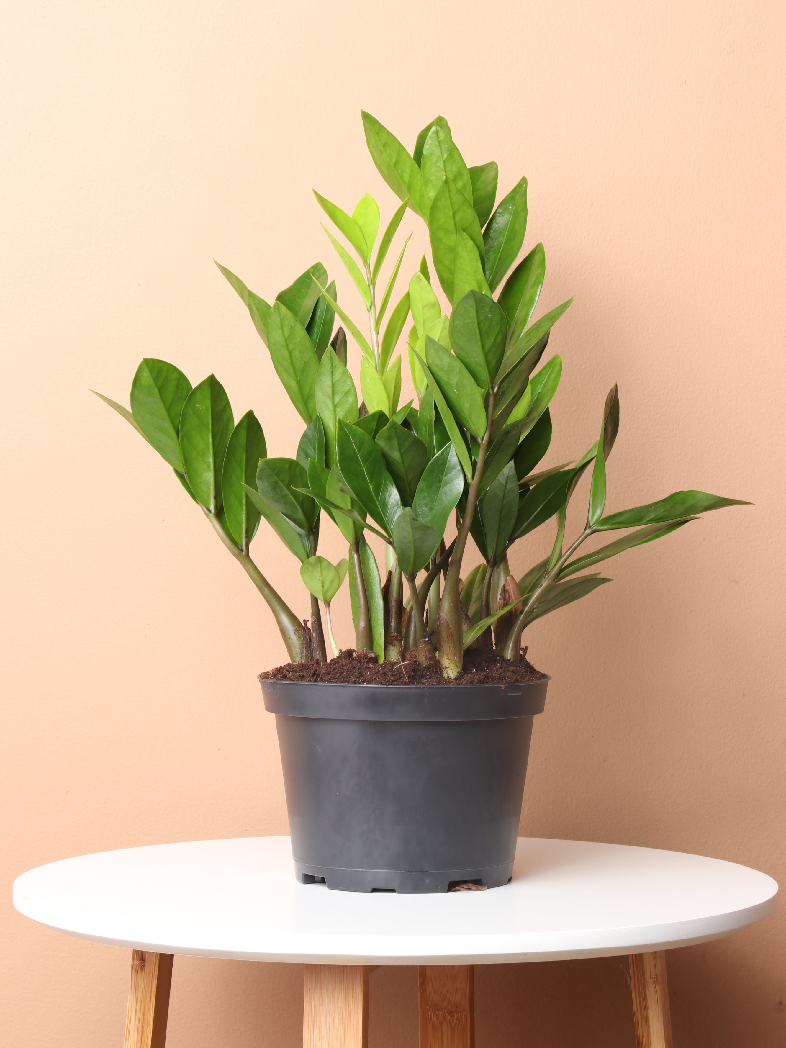 pot size for zz plant Buy Medium ZZ Plant Online | Low Light House Plant