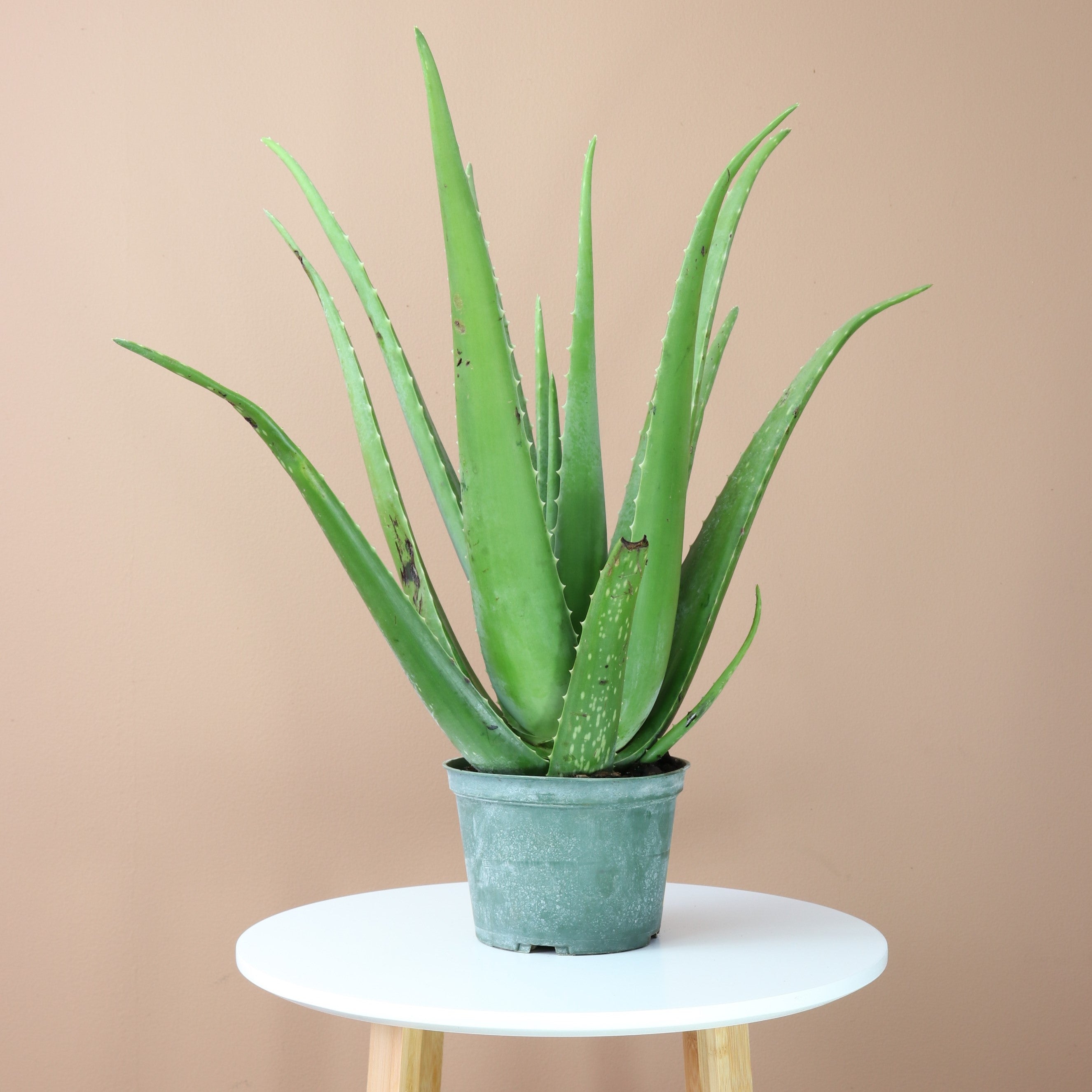 cost of aloe vera plant Desktop Aloe Delivered Tomorrow In NYC, NJ, CT, Boston, Providence,  Washington DC, Baltimore, Philadelphia, Princeton, Long Island, and Upstate  NY By