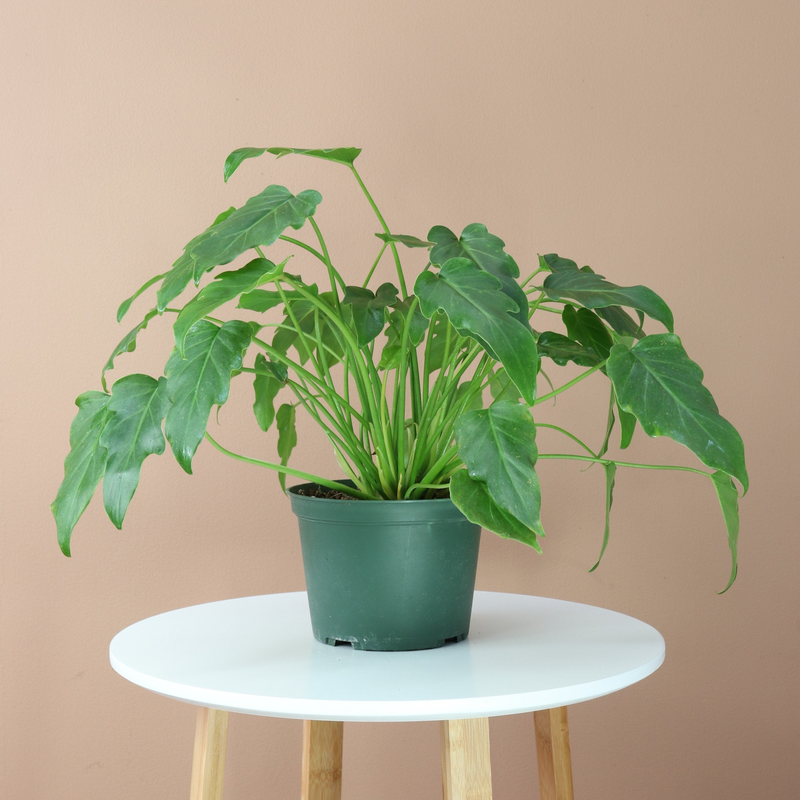 philodendron bipinnatifidum xanadu easy indoor plant Desktop Philodendron Xandu Delivered Tomorrow To NYC, NJ, CT, Boston, Providence, Washington DC, Baltimore, Philadelphia, Princeton, Long Island, and Upstate NY