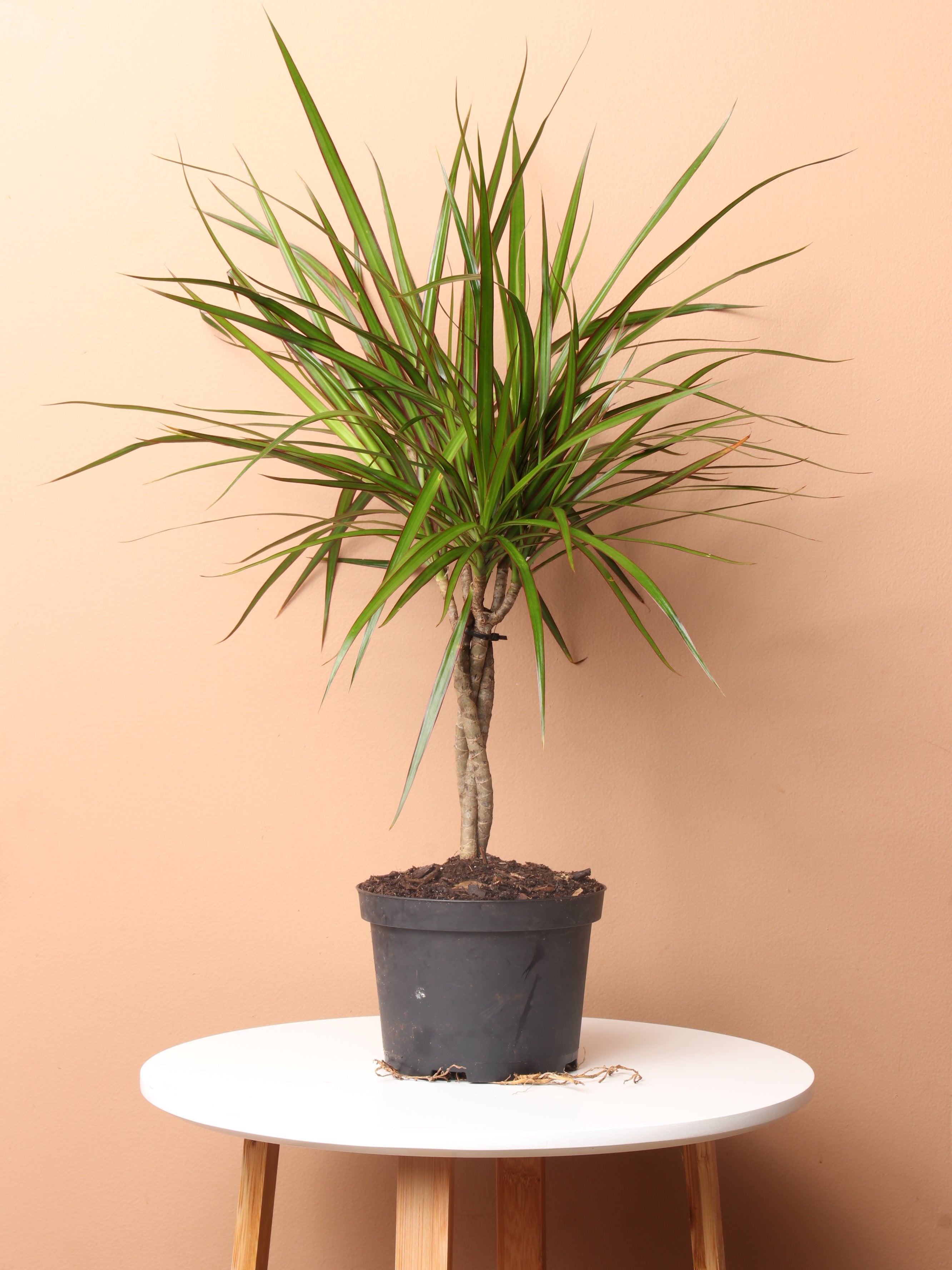 bacilio dracaena plant Buy Dracaena Marginata Braided Online | Easy Care Plant