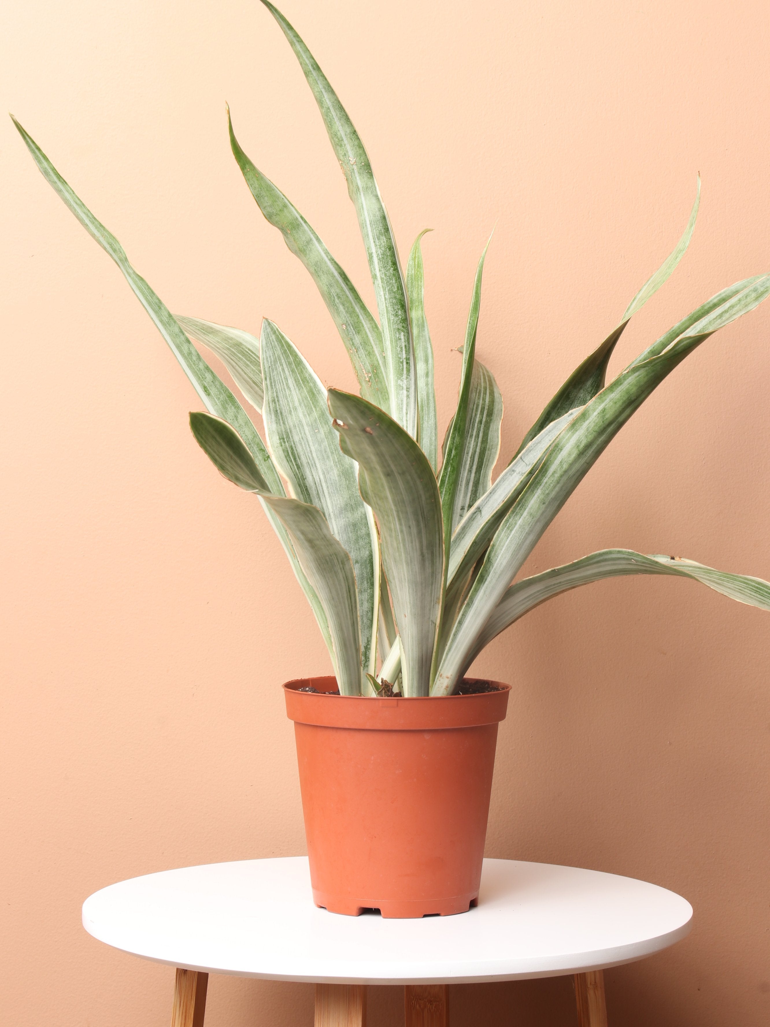 snake plant name Desktop Snake Plant 'Sayuri' Delivered Tomorrow In NYC, NJ, CT, Boston,  Providence, Washington DC, Baltimore, Philadelphia, Princeton, Long Island,