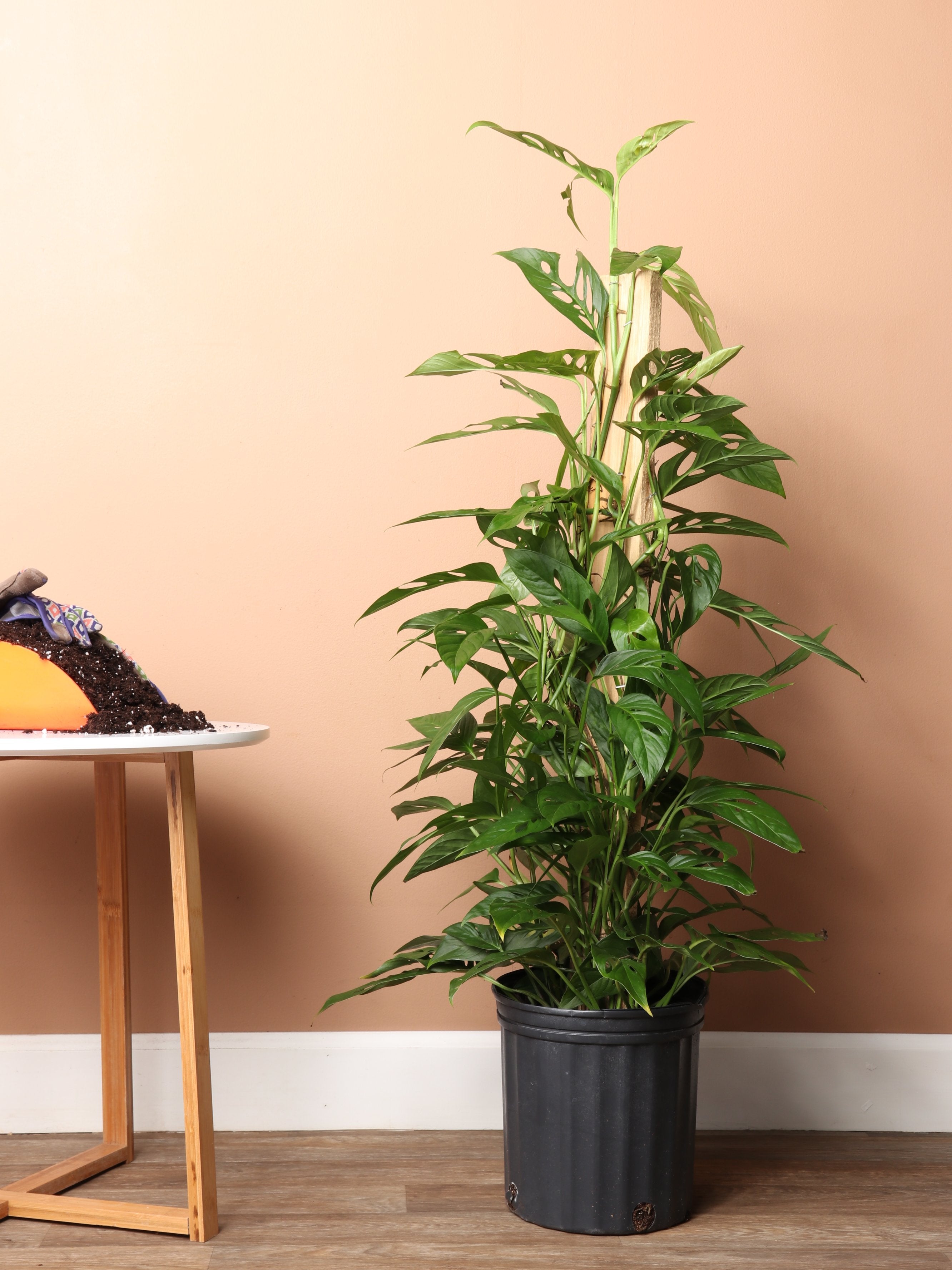 Philodendron Adansonii Pole Floor Plant Delivered Tomorrow By Dahing Plants