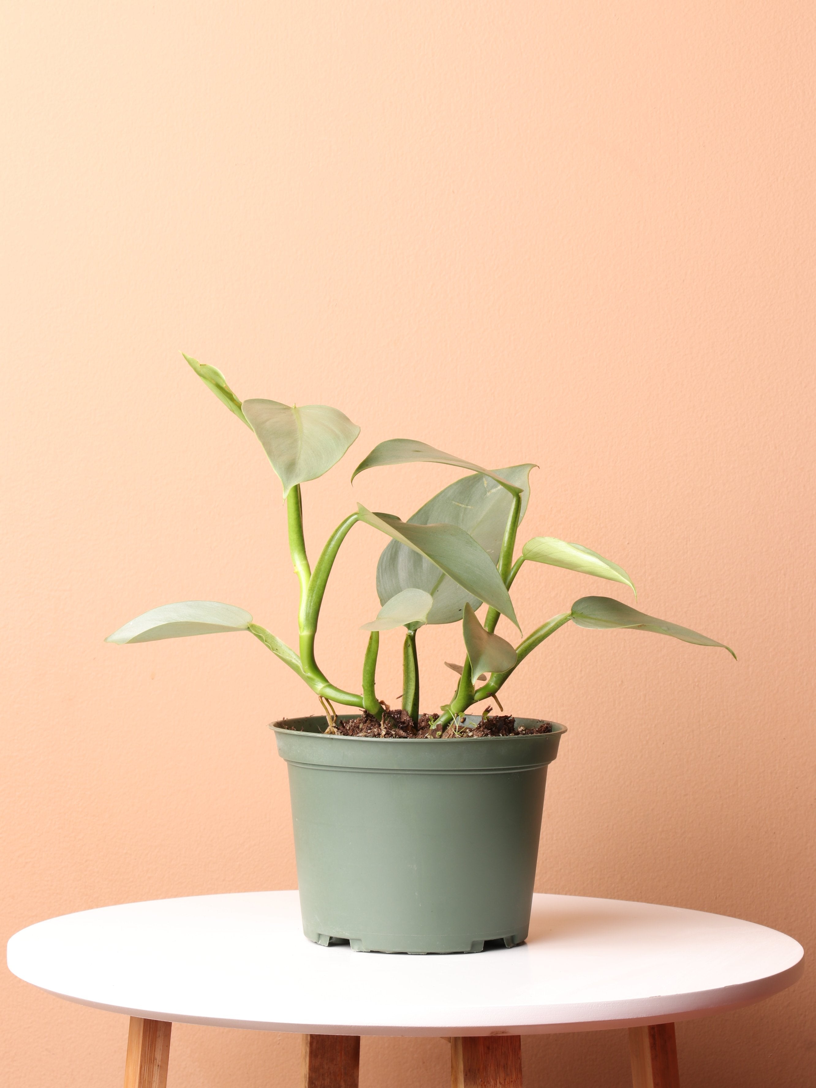 philodendron hastatum spacing Medium Philodendron Silver Sword (Hastatum) – Dahing Plants