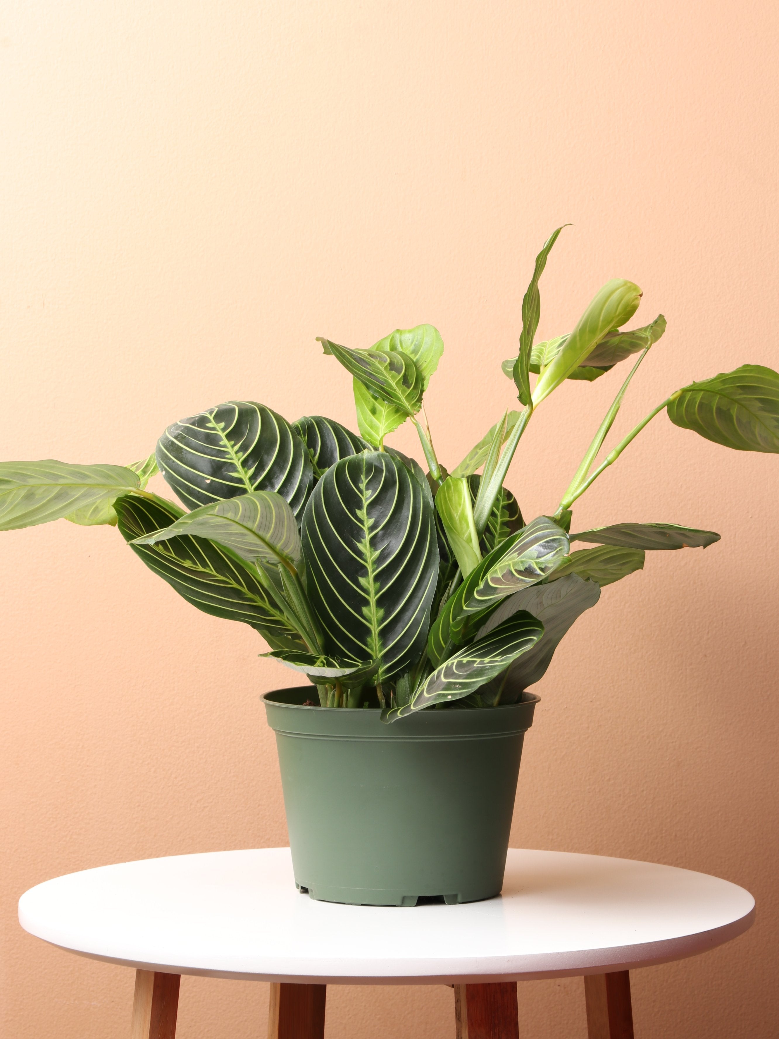lemon maranta prayer plant Lemon Lime Prayer Plant
