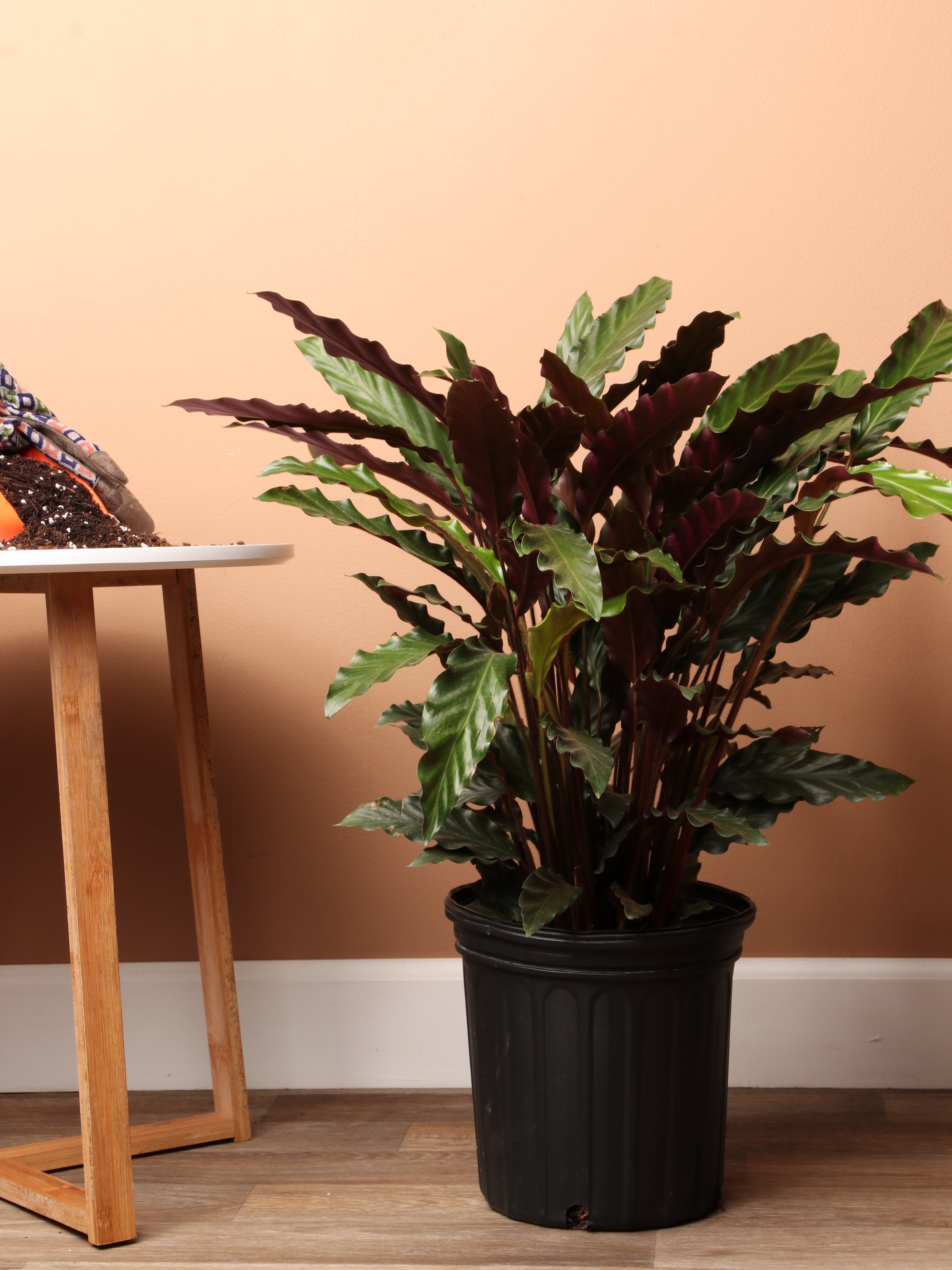 3-5 FT Calathea Rufibarba