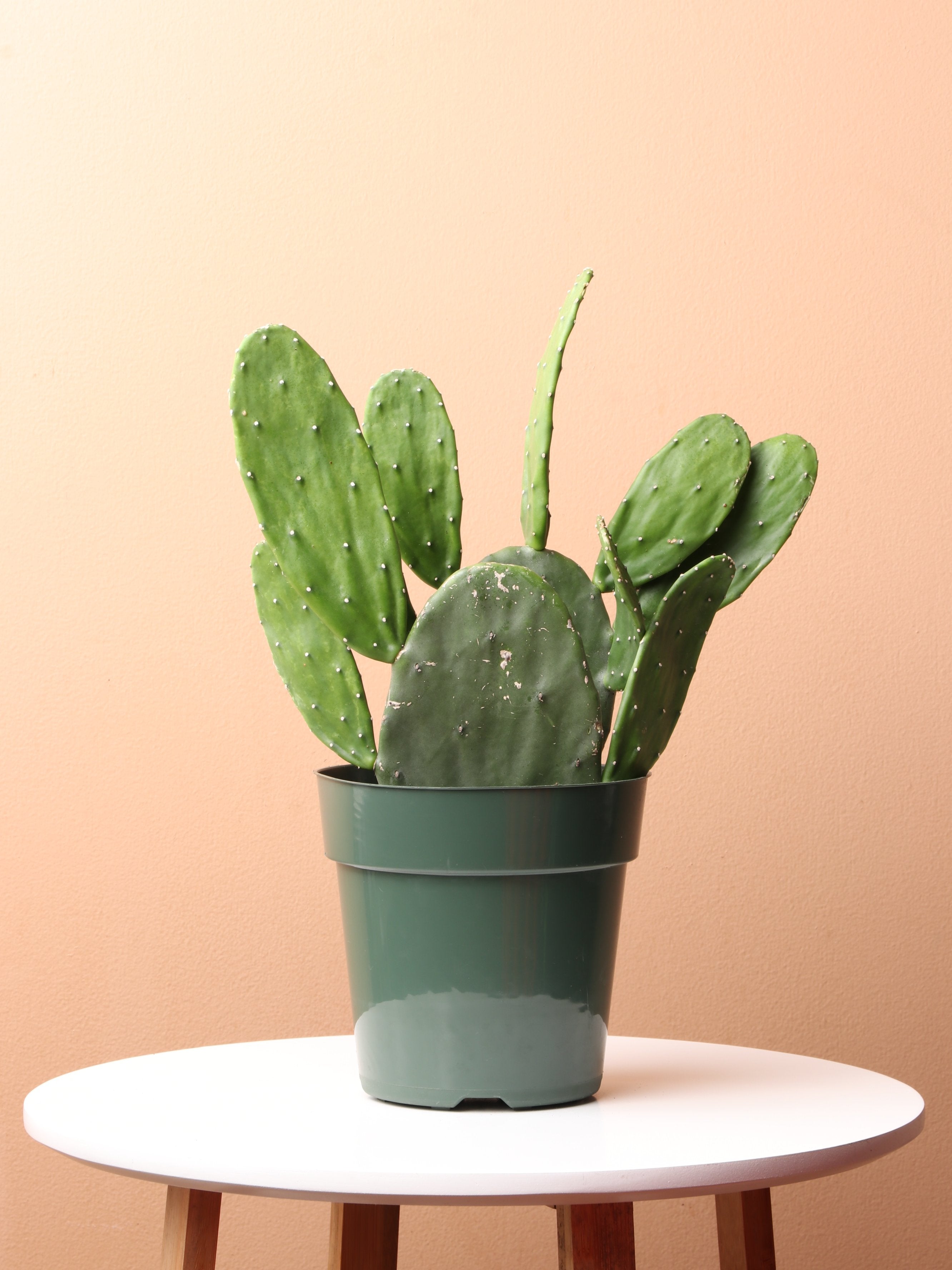 where to buy prickly pear cactus in canada Buy Prickly Pear Cactus Online | Indoor Succulent