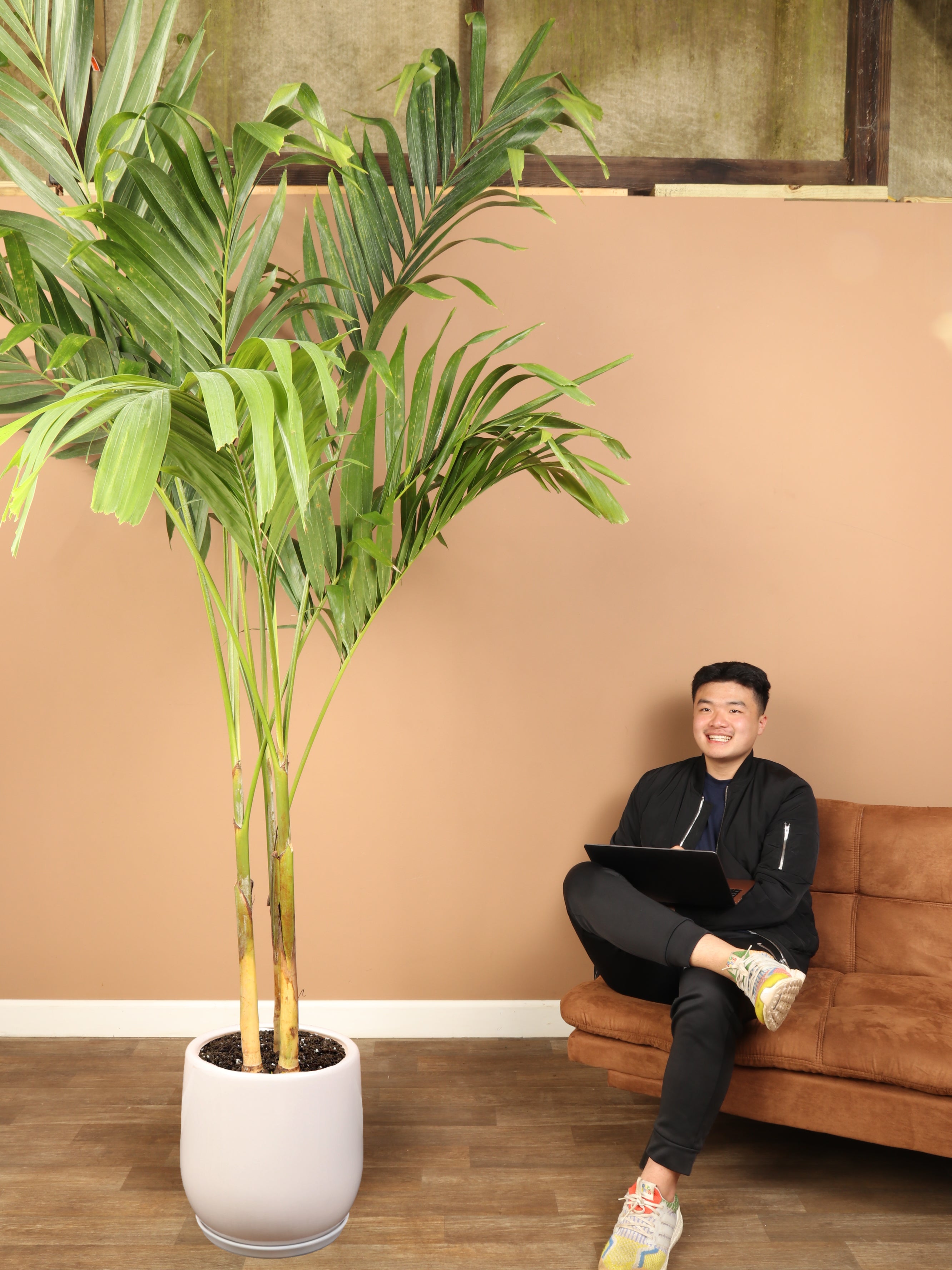 palm plant stand 6-8ft Adonidia Palm – Dahing Plants