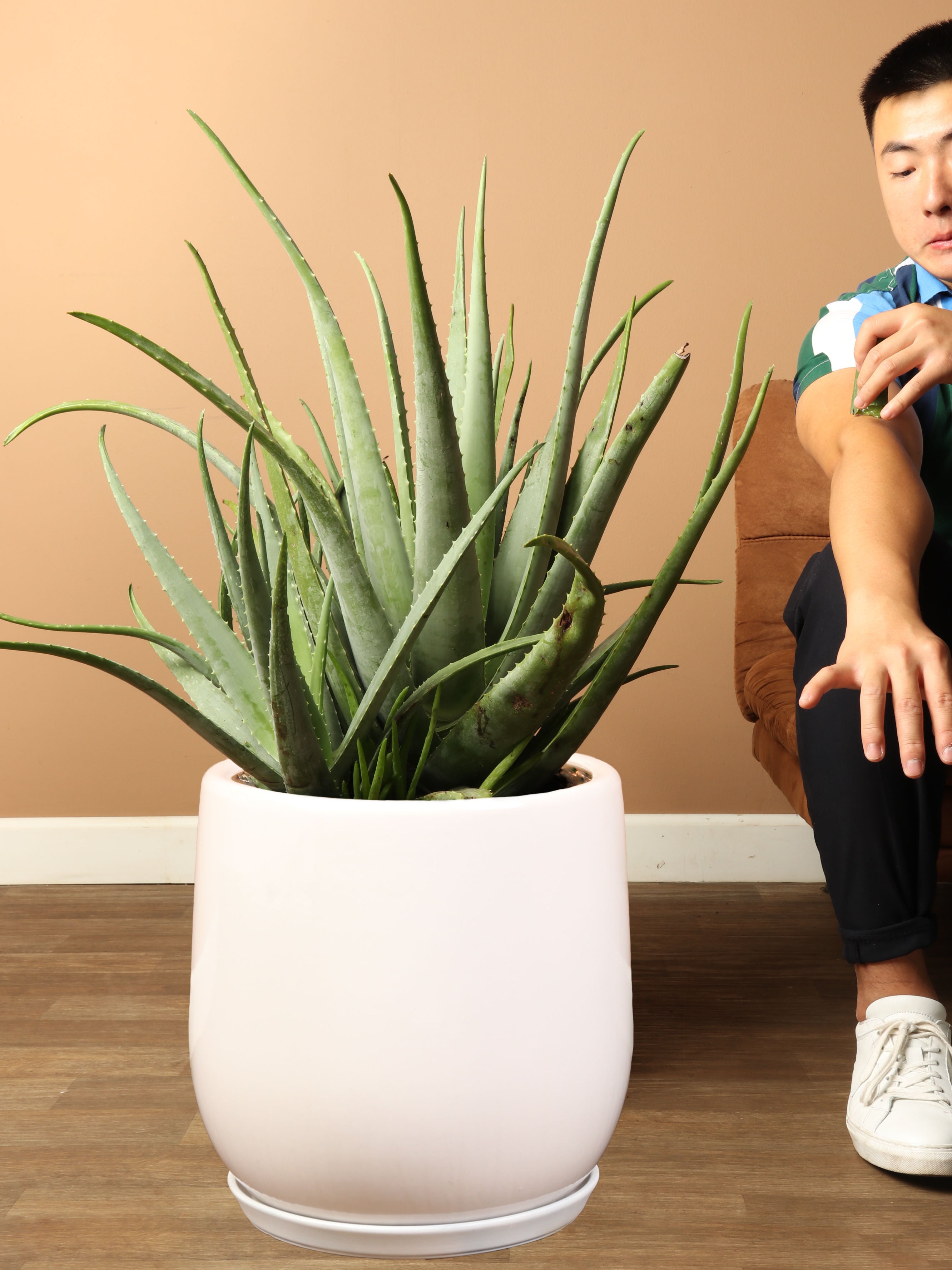 6-8ft Aloe Vera