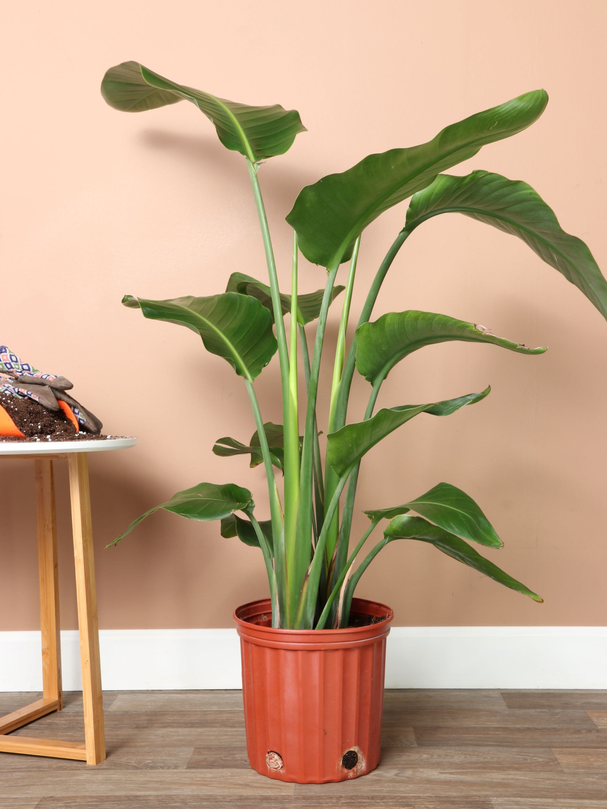 Large Bird-of-Paradise Plant | NYC and NJ Delivery – Dahing Plants