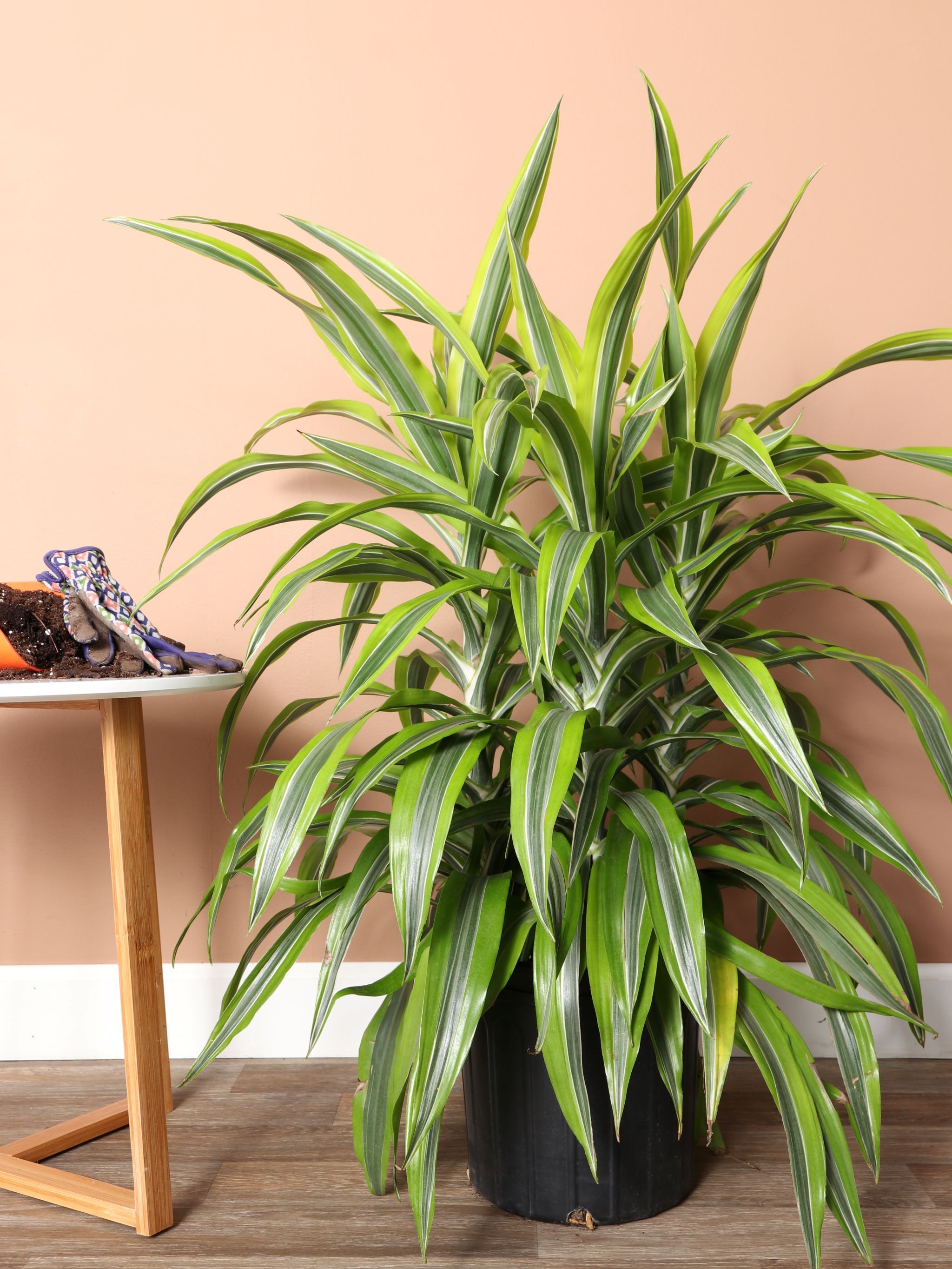 3-5 FT Dracaena Warneckii Lemon Lime Bush – Dahing Plants