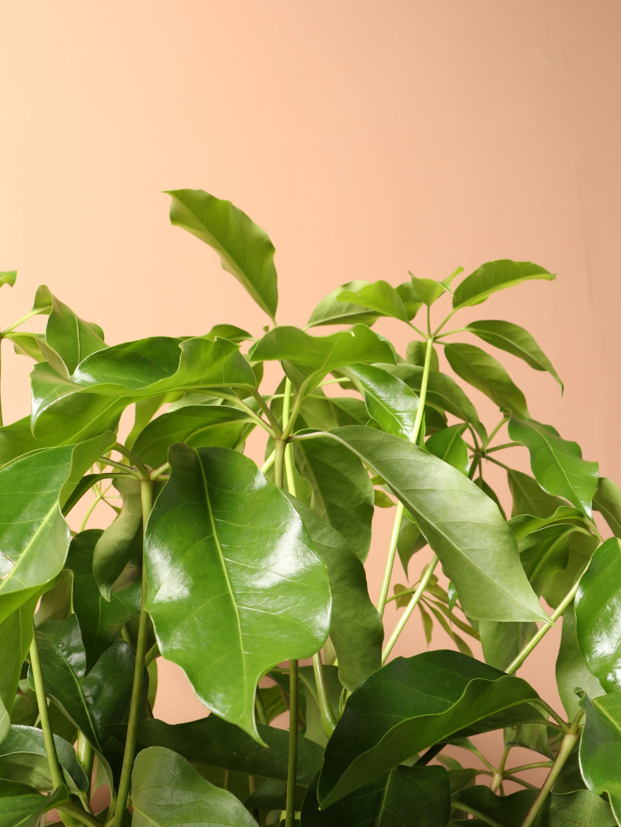 Large Schefflera &