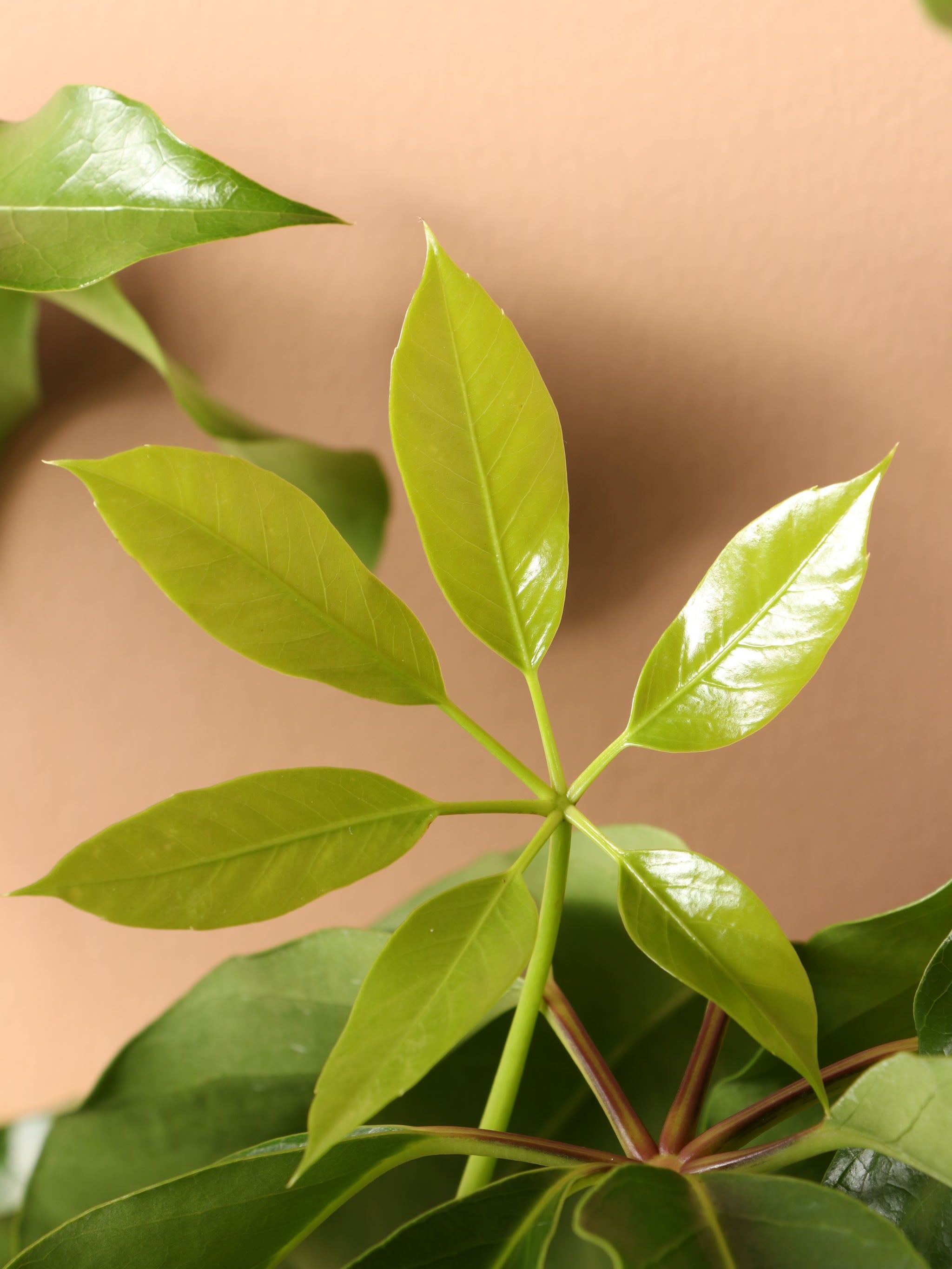 Large Schefflera &