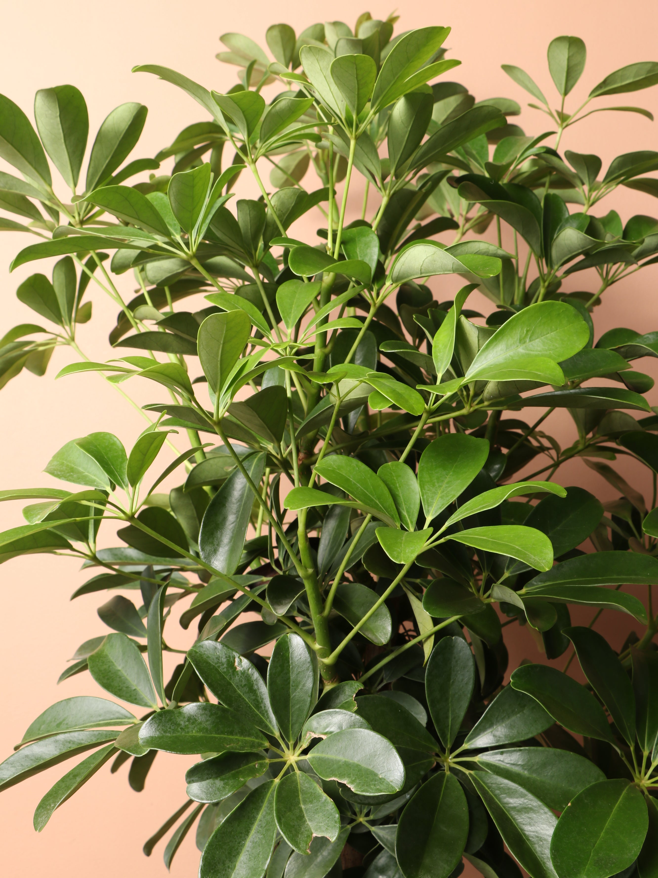 Large Schefflera &