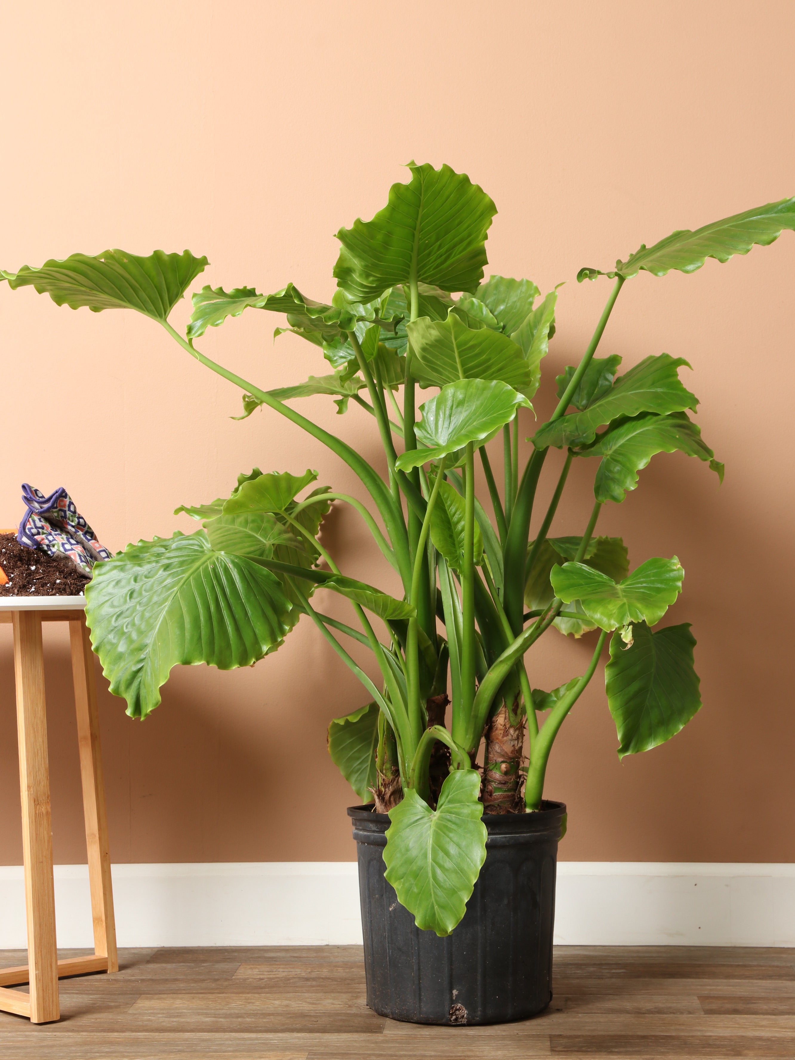 3-5 FT Alocasia 'Odora' – Dahing Plants