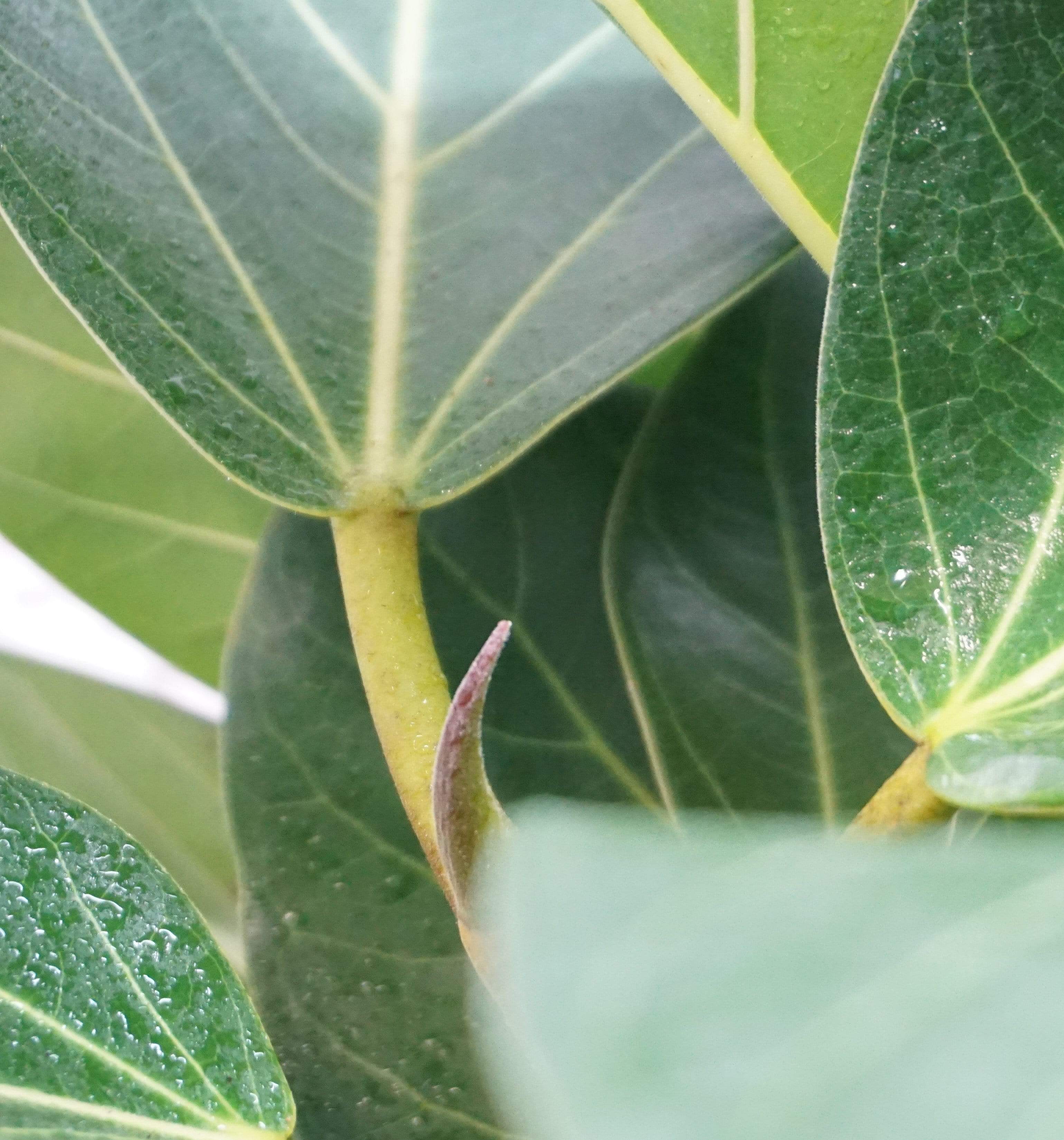 Medium Ficus Audrey - Pafe Plants