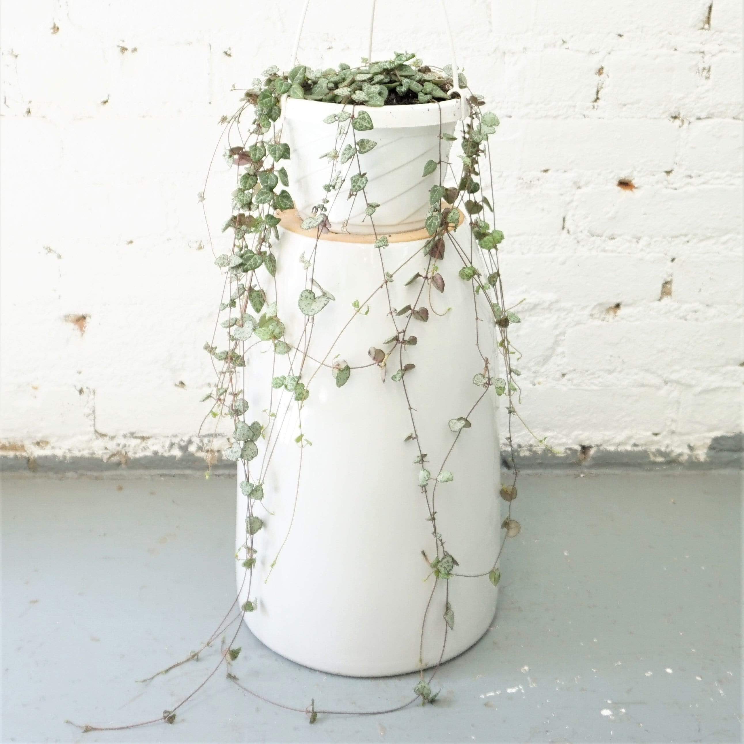 indoor succulent vine Hanging String Of Hearts Succulent Vine