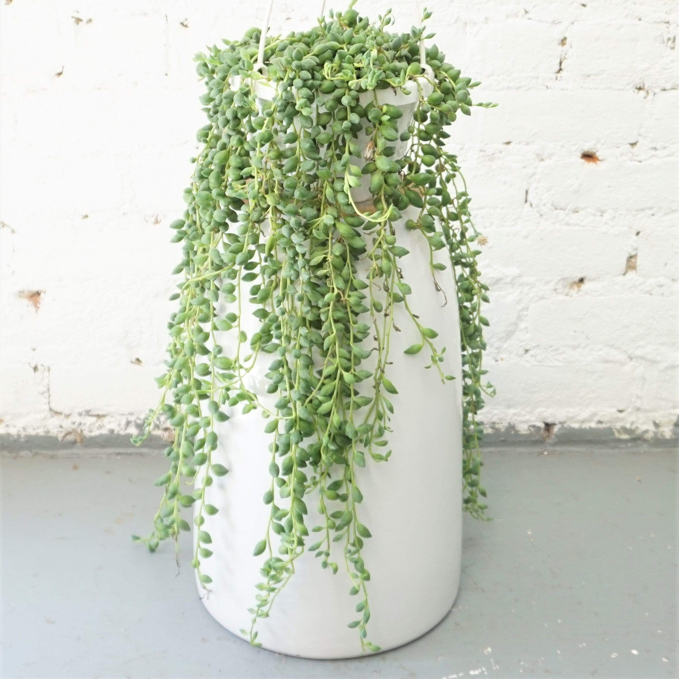 succulent vine Buy String Of Tears Succulent Vine Online | Hanging Plant