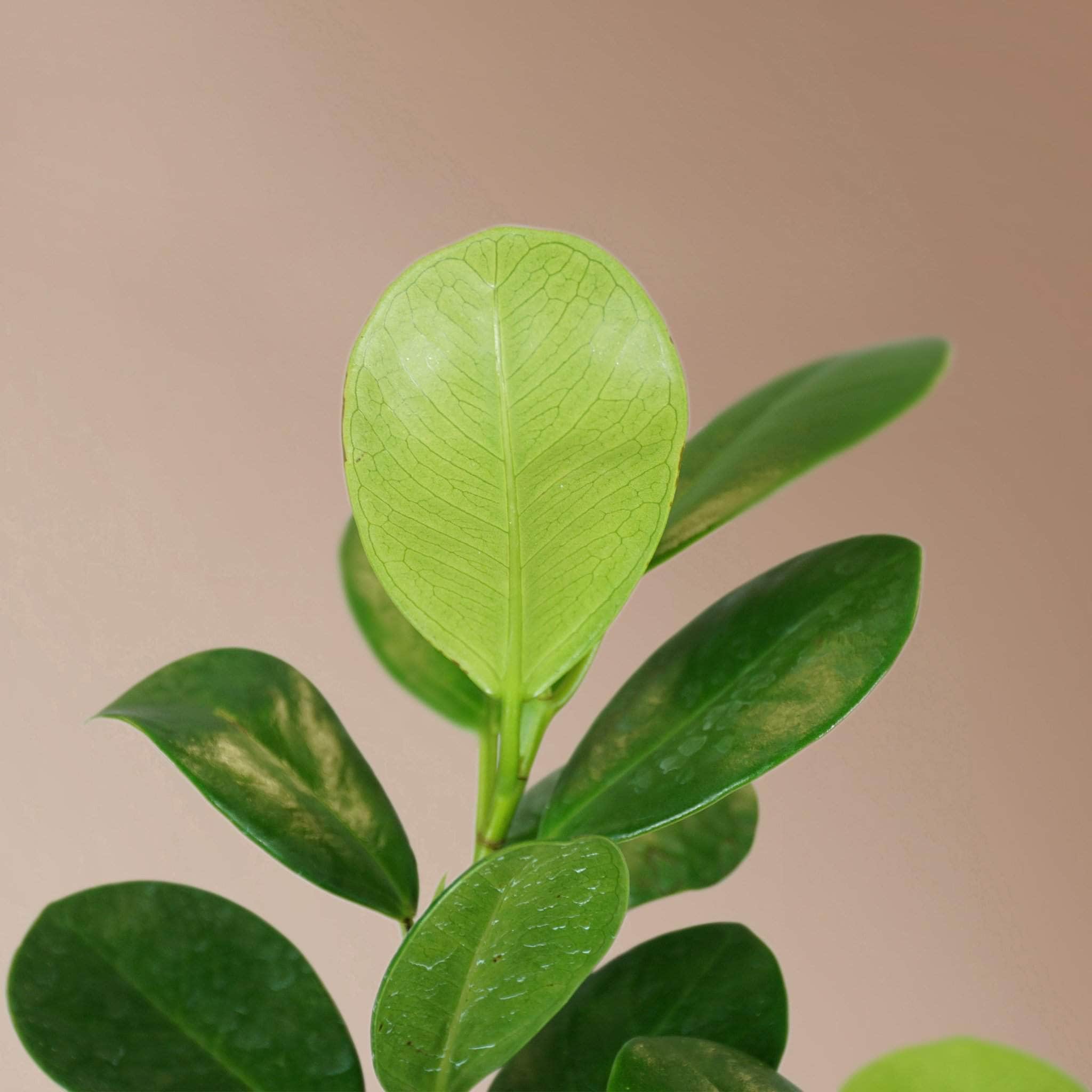 Large Ficus Danielle - Pafe Plant 2