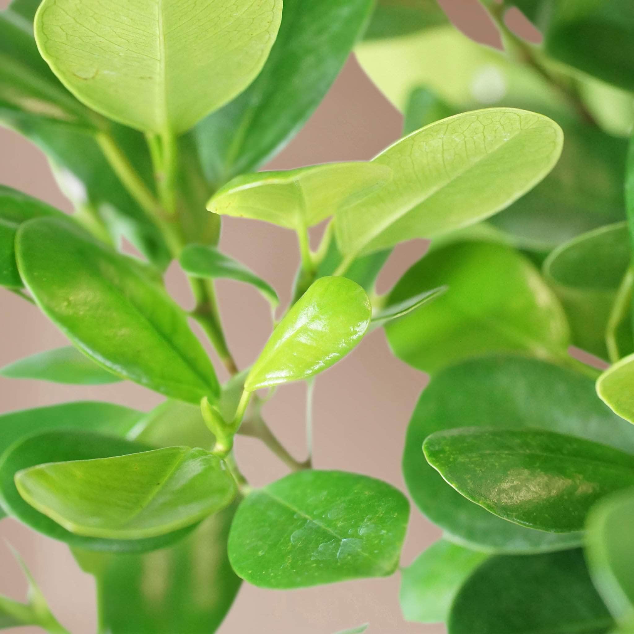 Large Ficus Danielle - Pafe Plants 1