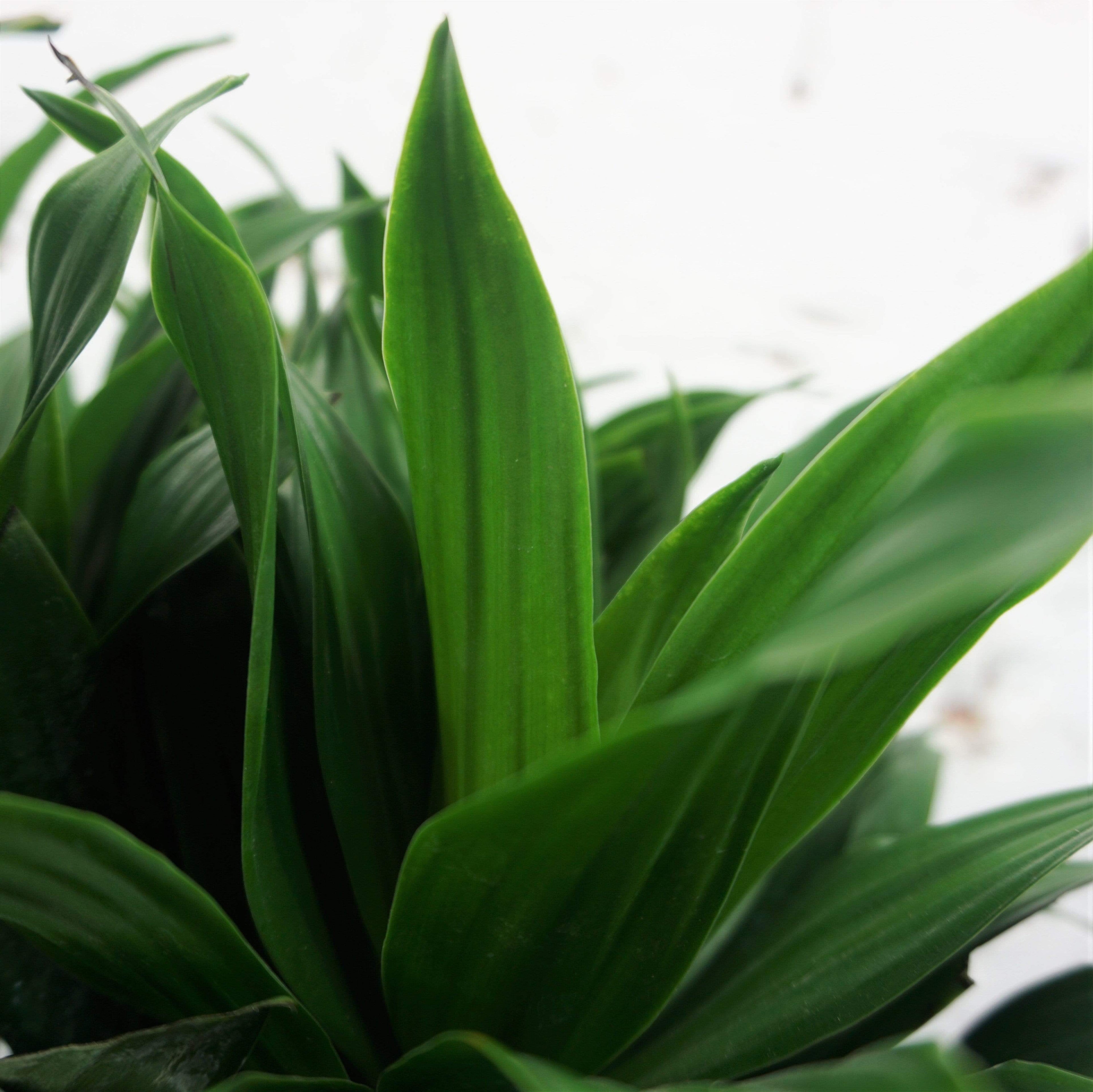 Medium Dracaena &