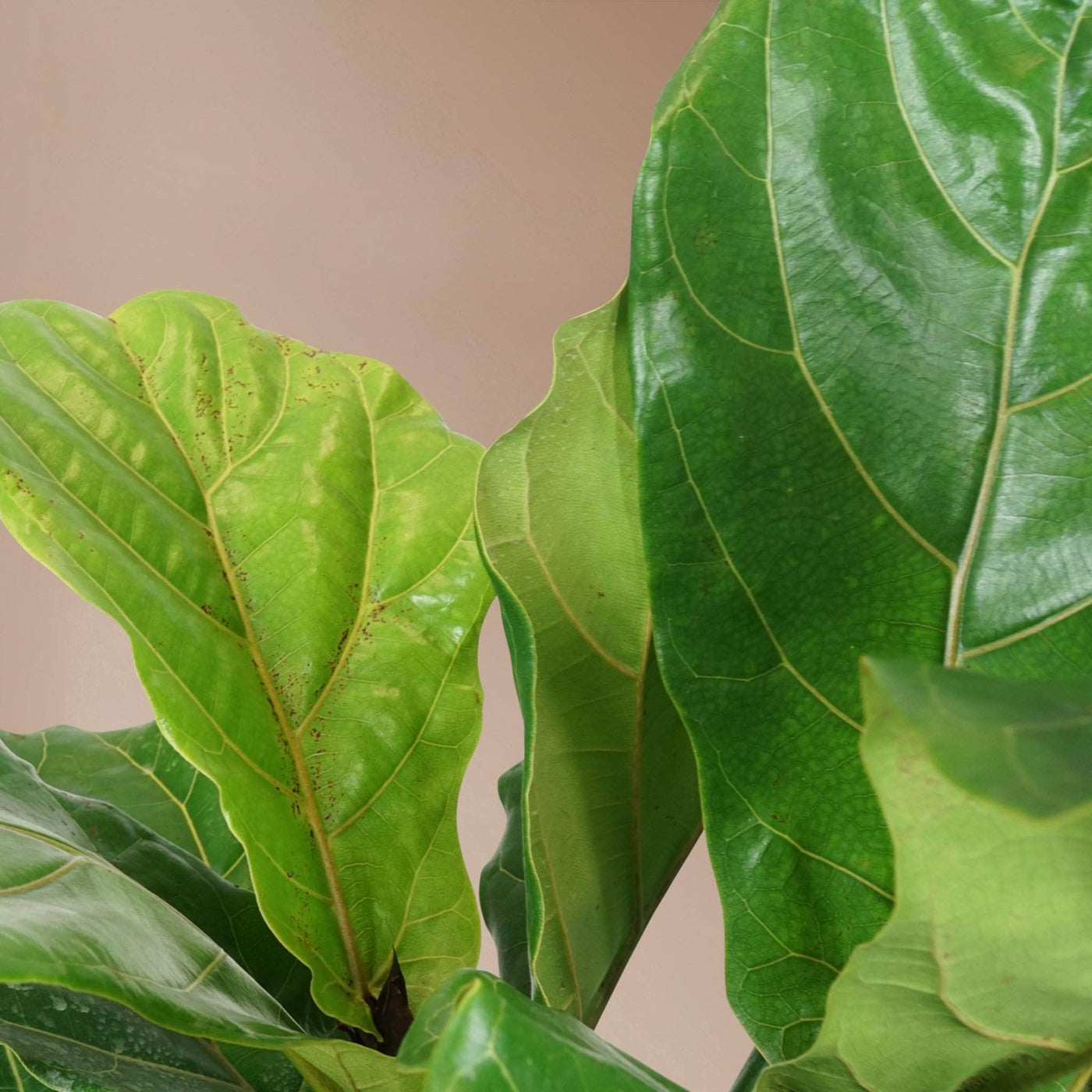 Large Fiddle Leaf Fig (bush) - Pafe Plants 3