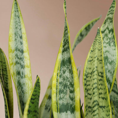 Large Snake Plant (trifasciata) - Pafe Plants 2
