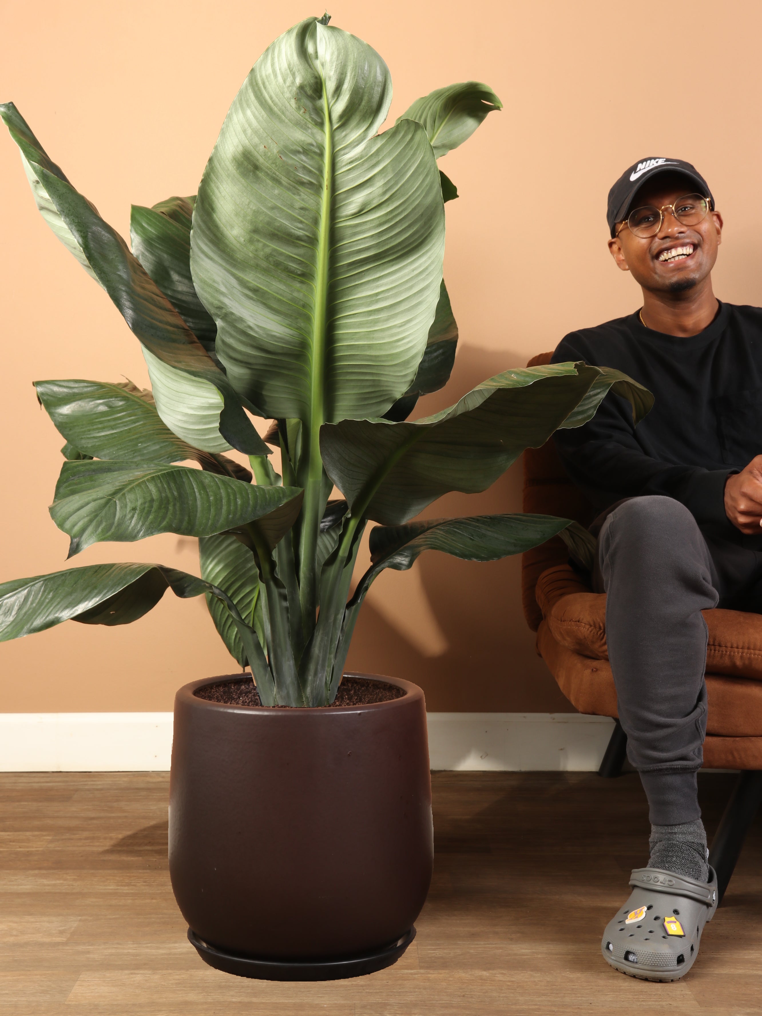 6-8ft Sensation Peace Lily – Dahing Plants