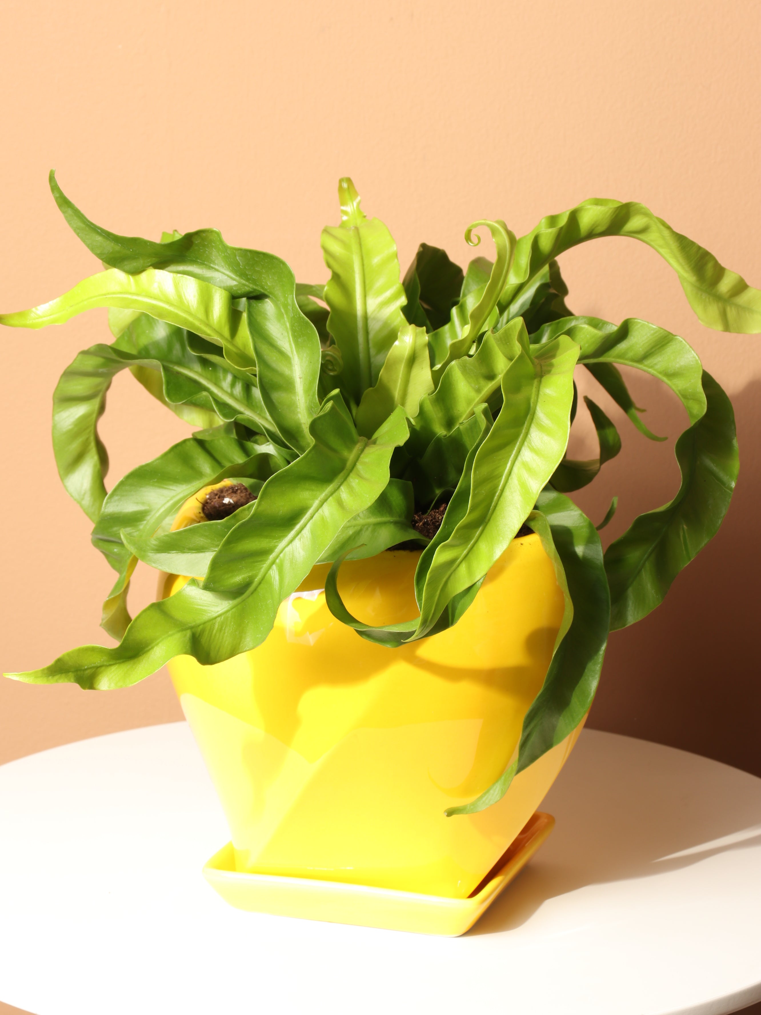 birds nest fern house plant Buy Hurricane Birds Nest Fern Online | Low Light Plant