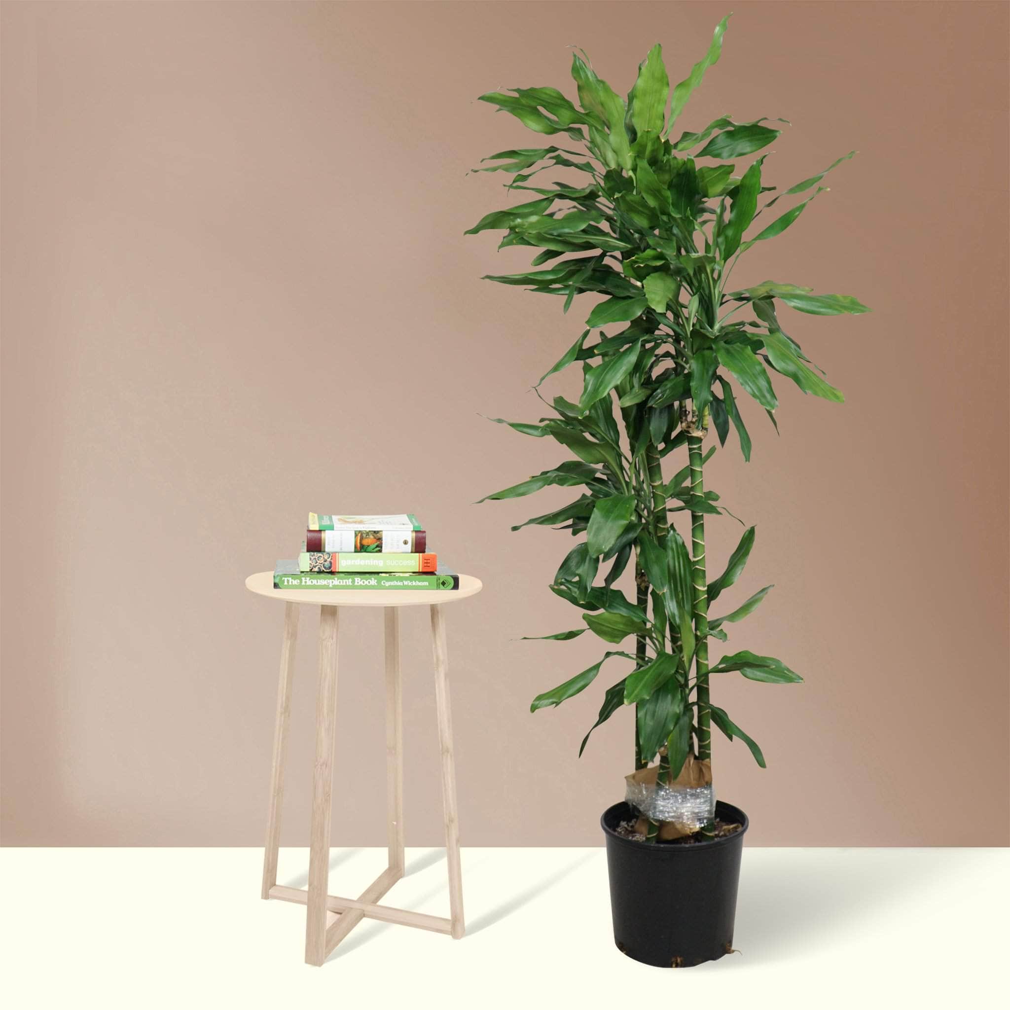 dracaena lind cane Buy Dracaena Janet Lind Online | Large Indoor Plant