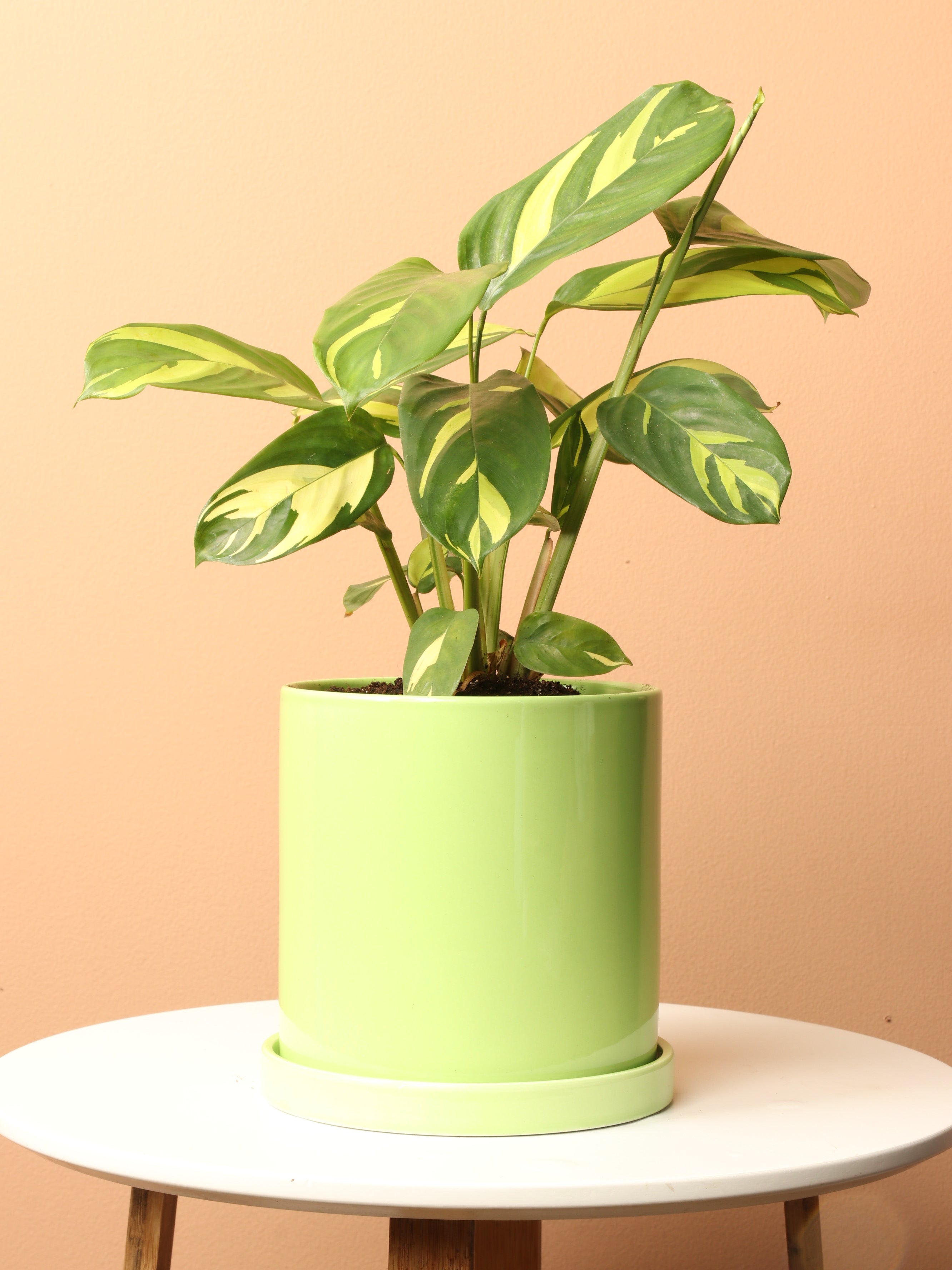 Medium Ctenanthe Lubbersiana