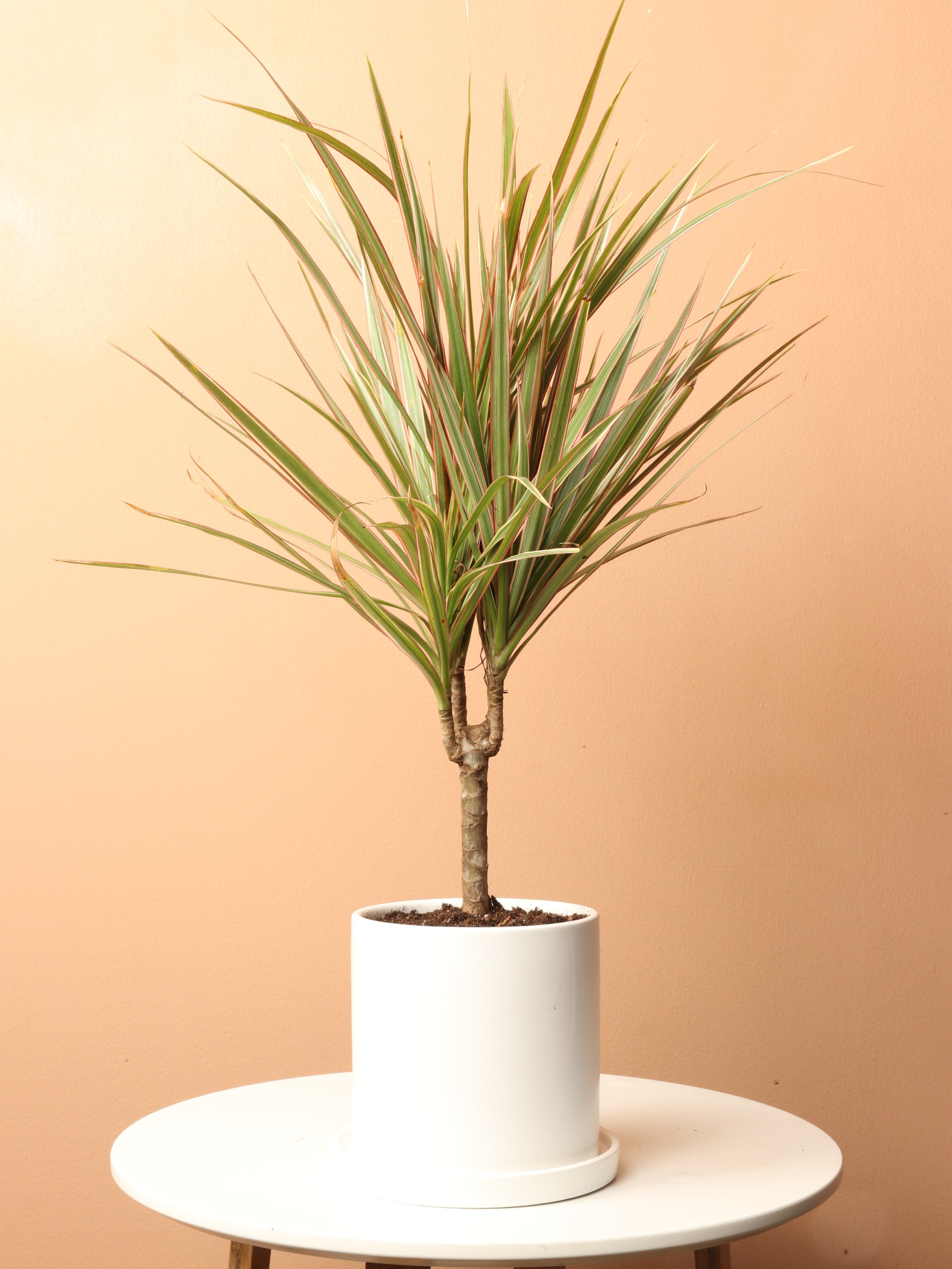 dracaena small Live Small size Dracaena Marginata