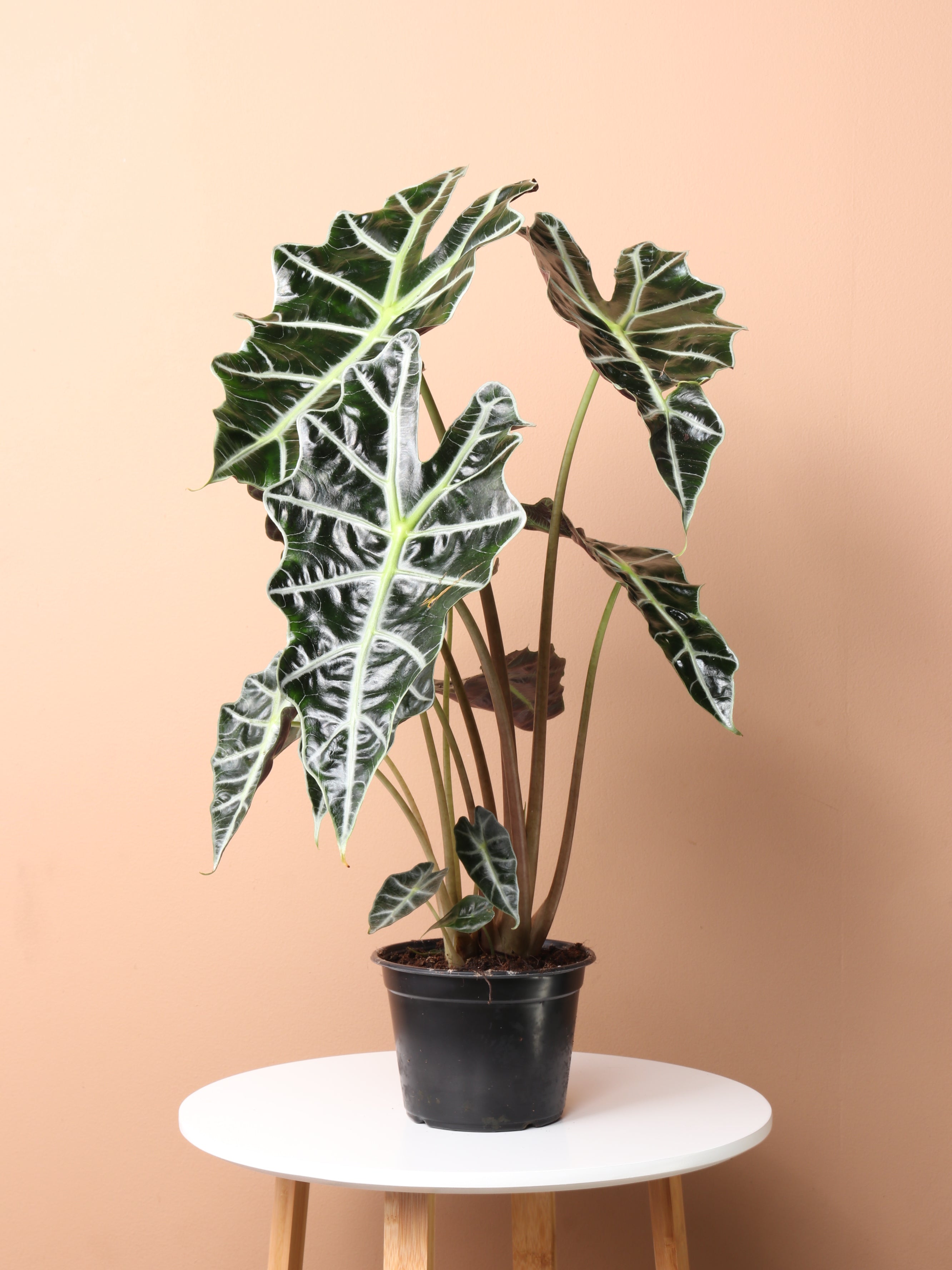 Medium Alocasia Polly | Order Online | Dahing Plants