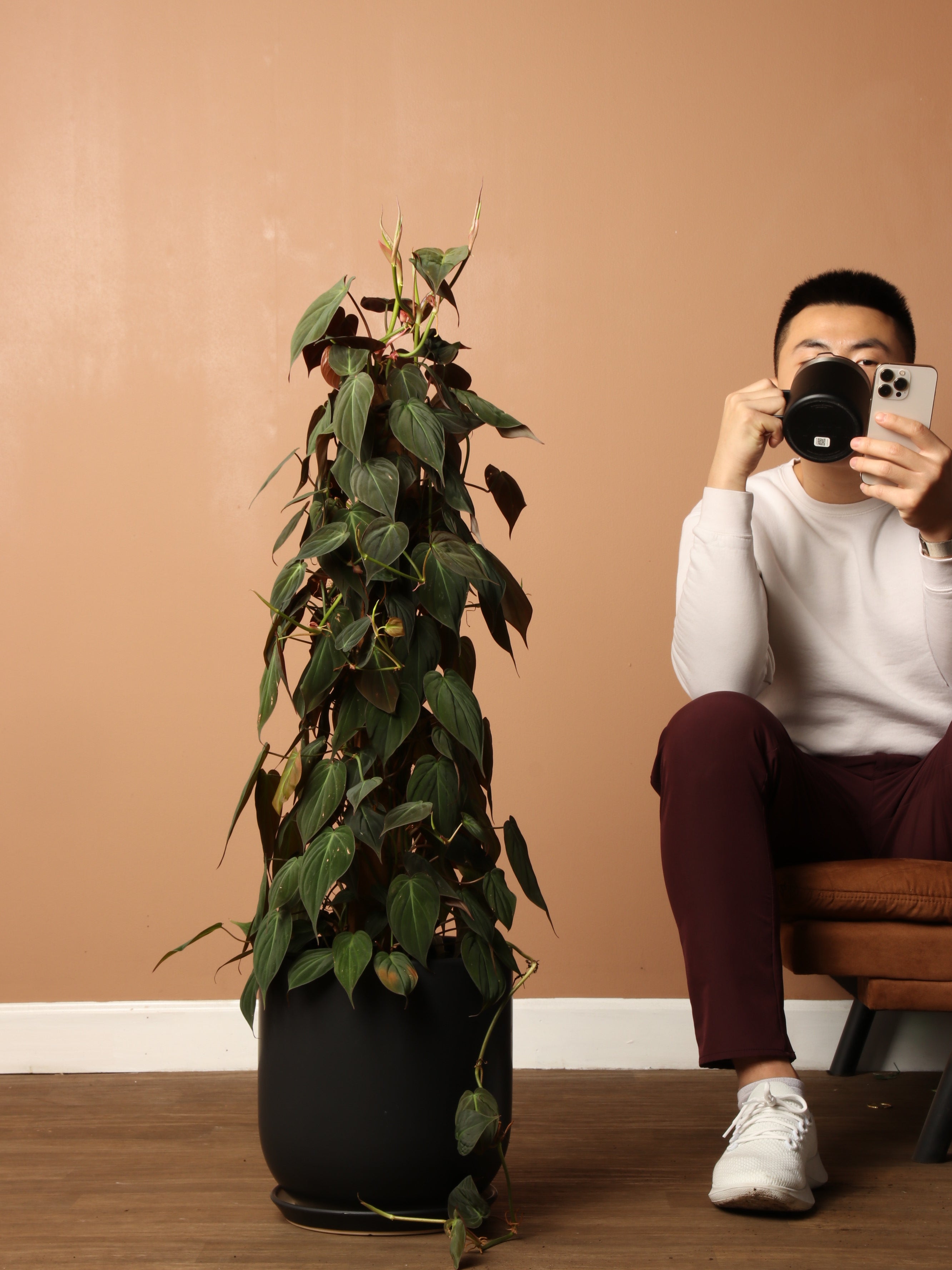 philodendron micans pole Buy Philodendron Mican Pole Online | Rare Indoor Plant
