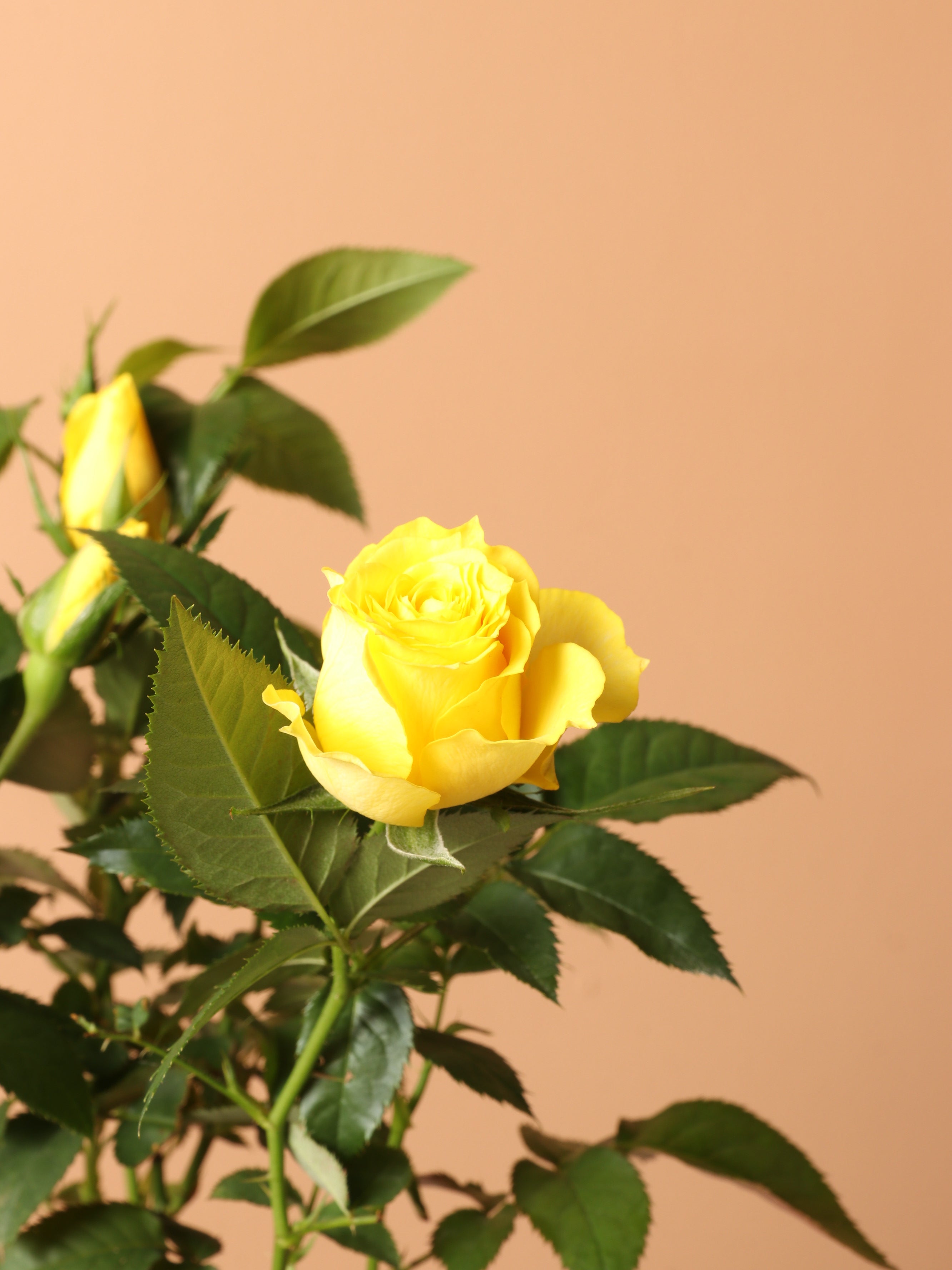 Small Mini Rose (Yellow)