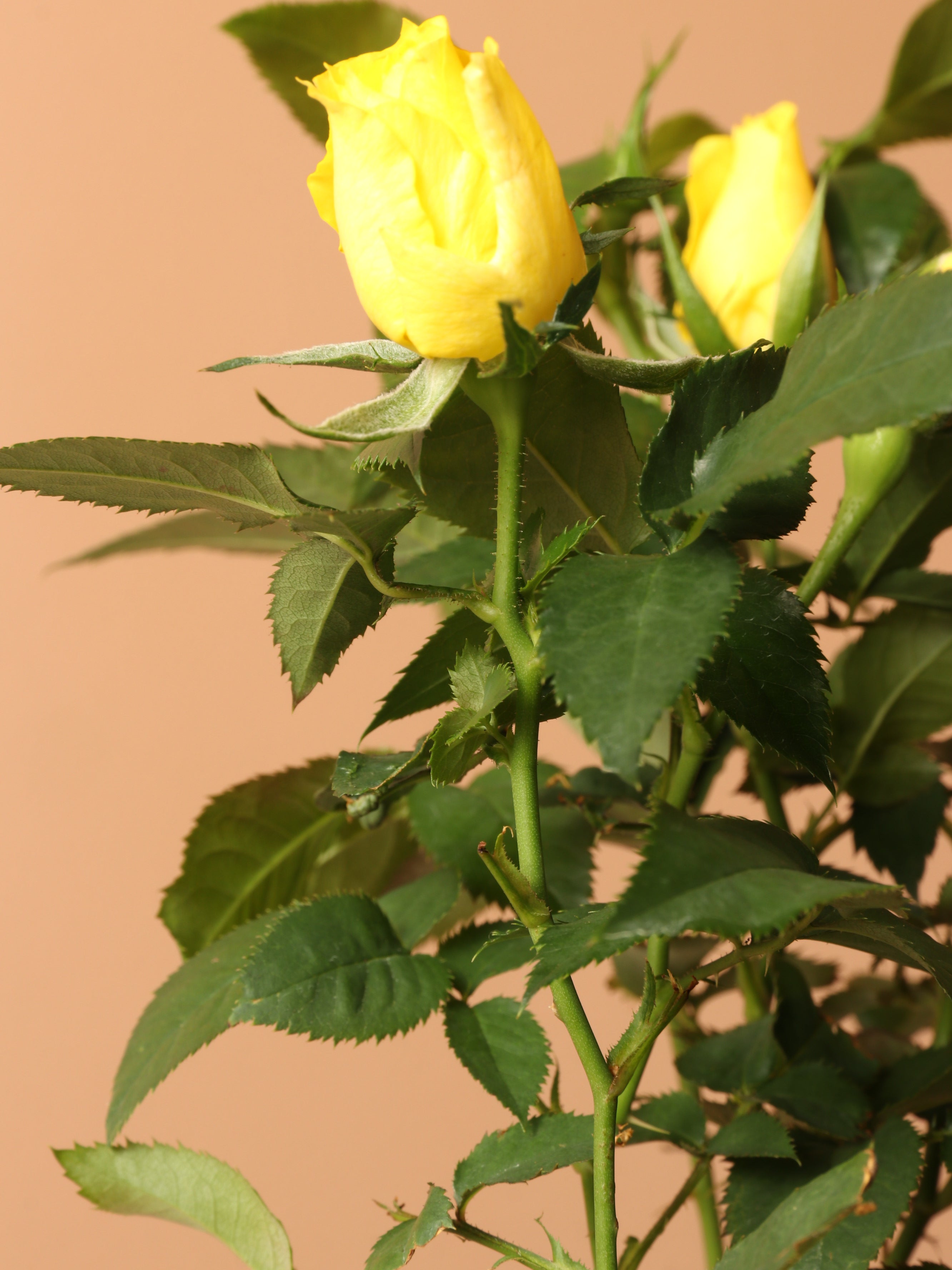 Small Mini Rose (Yellow)