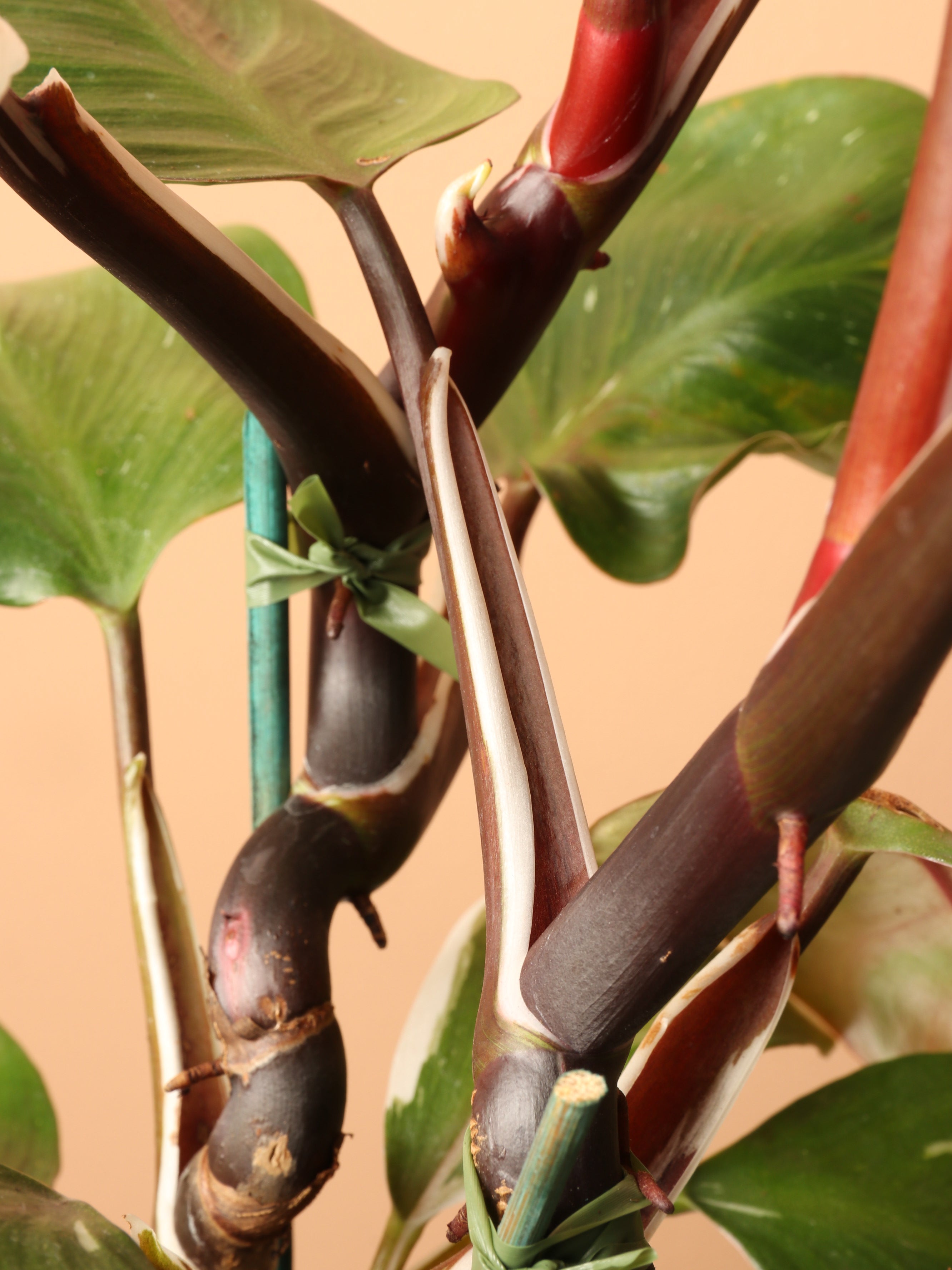 Medium Philodendron &