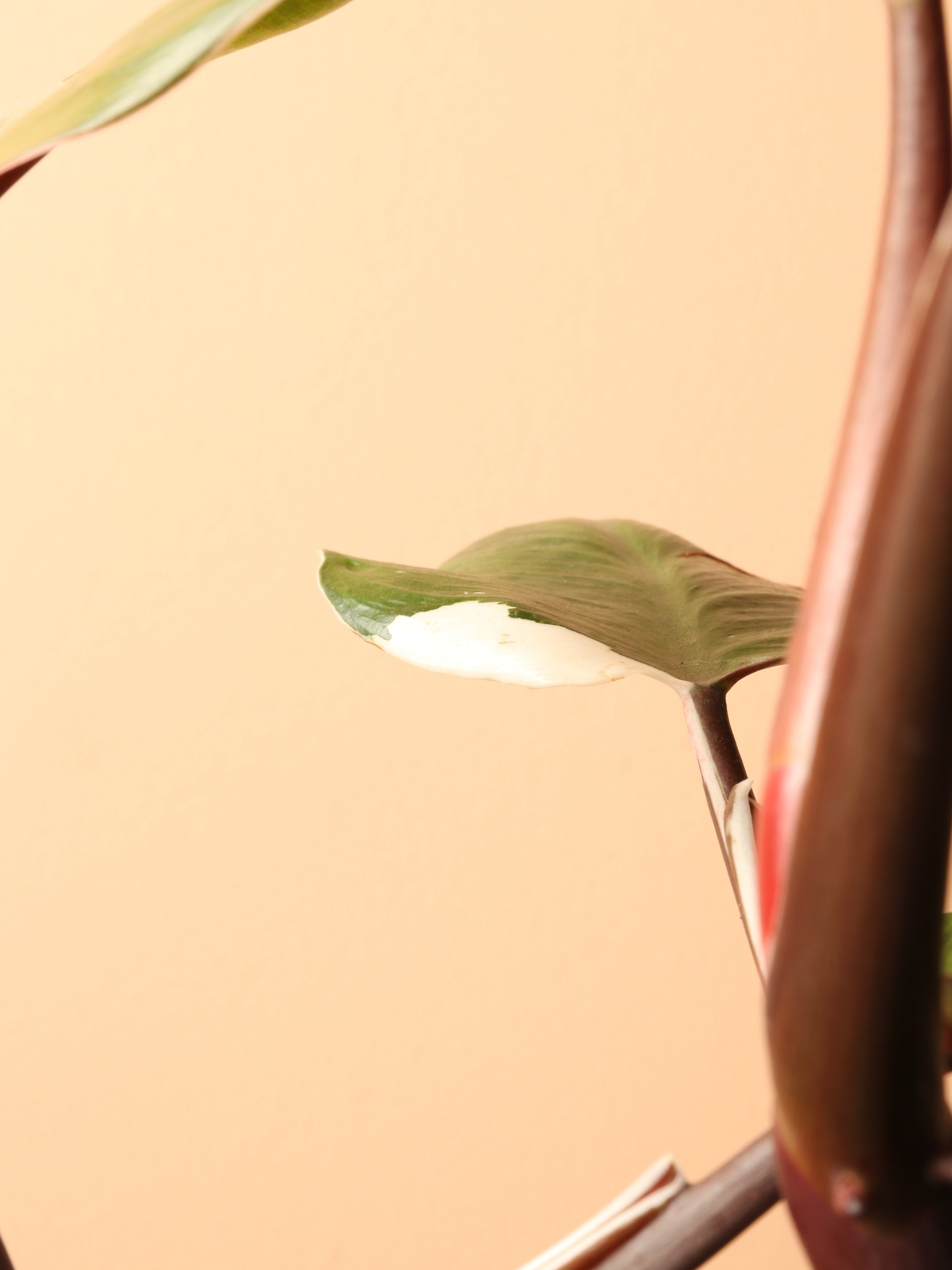 Medium Philodendron &