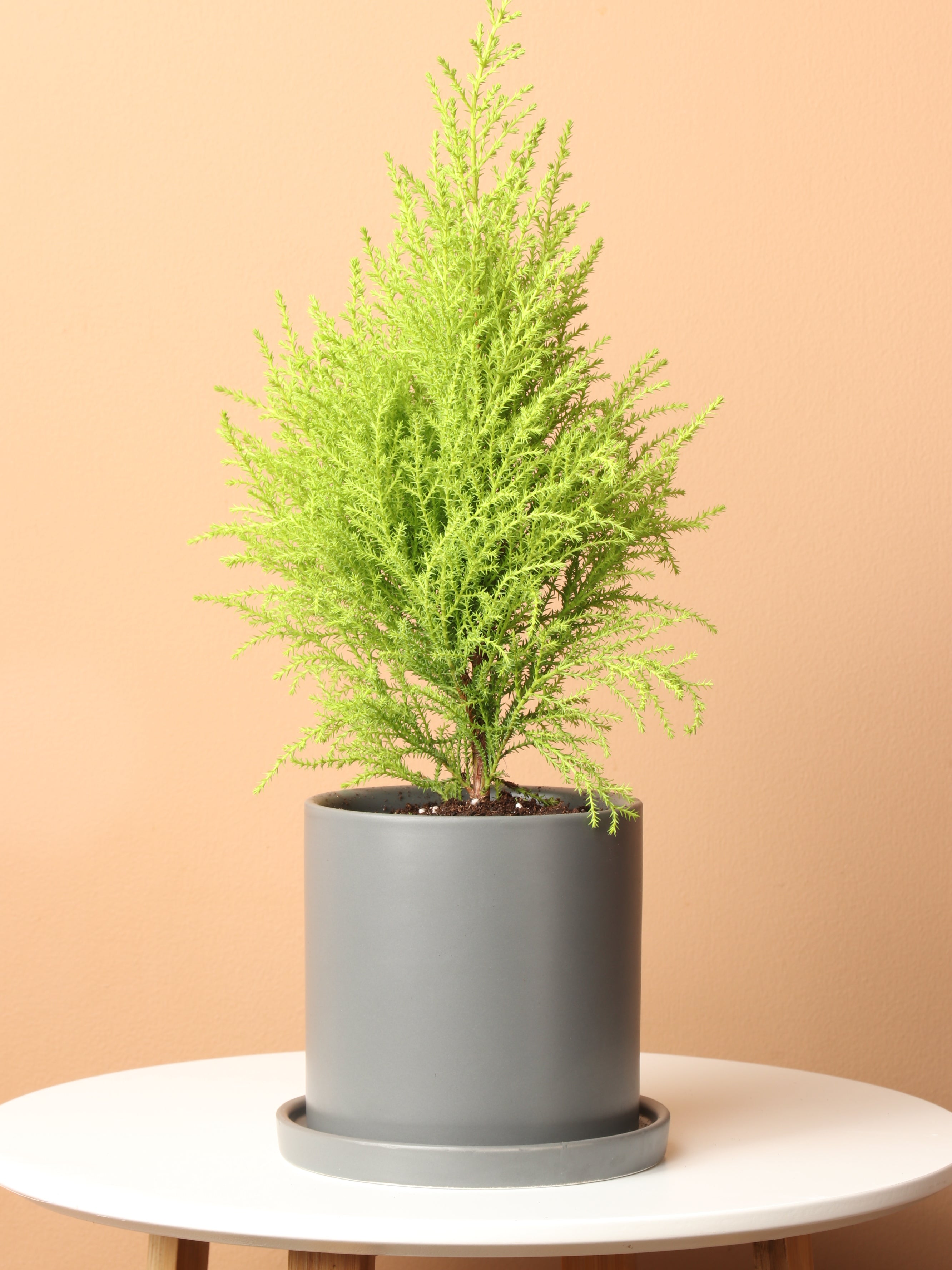 lemon cypress tree bonsai Small Lemon Cypress – Dahing Plants