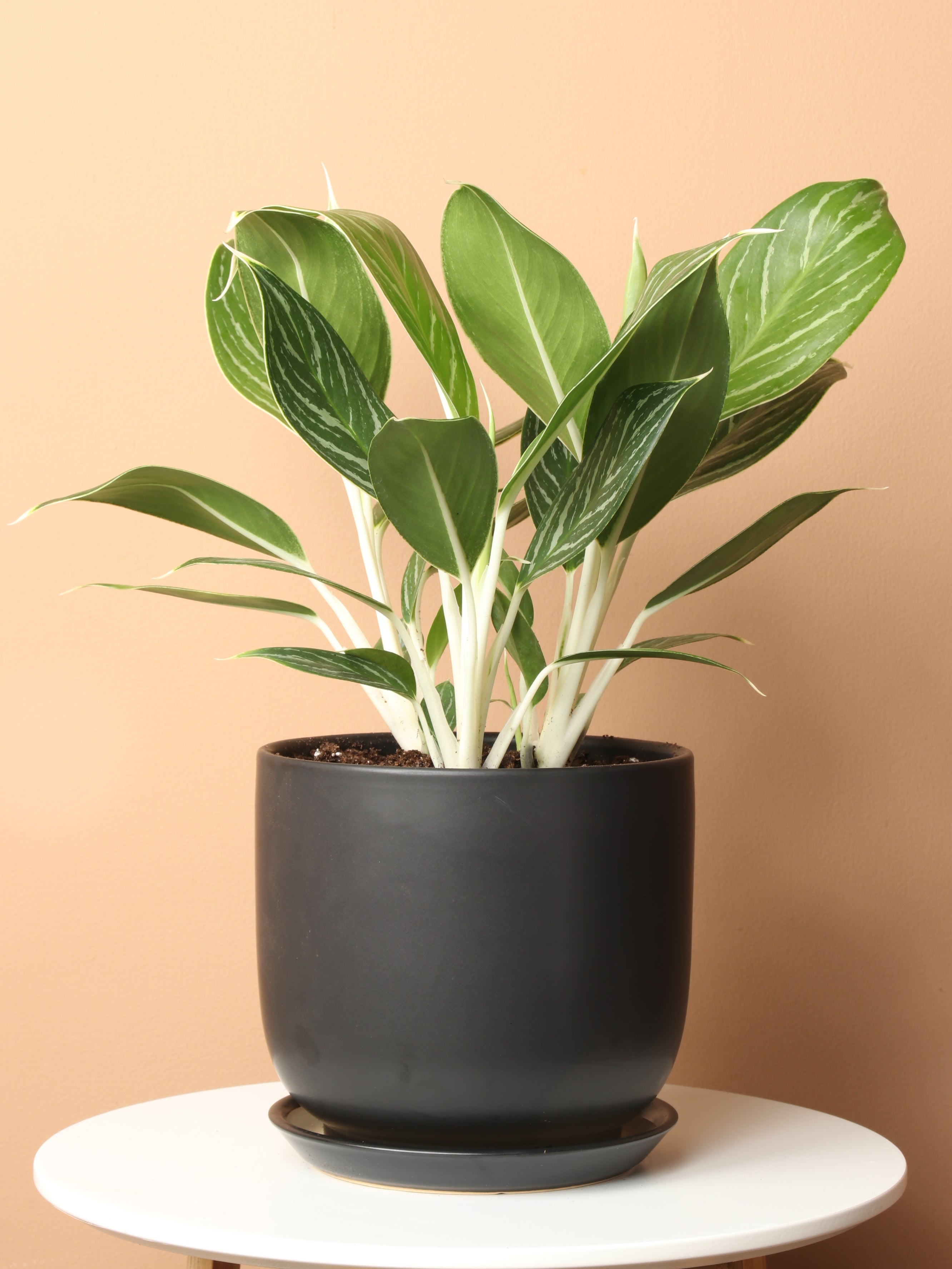 Medium Aglaonema 'White Stem' – Dahing Plants