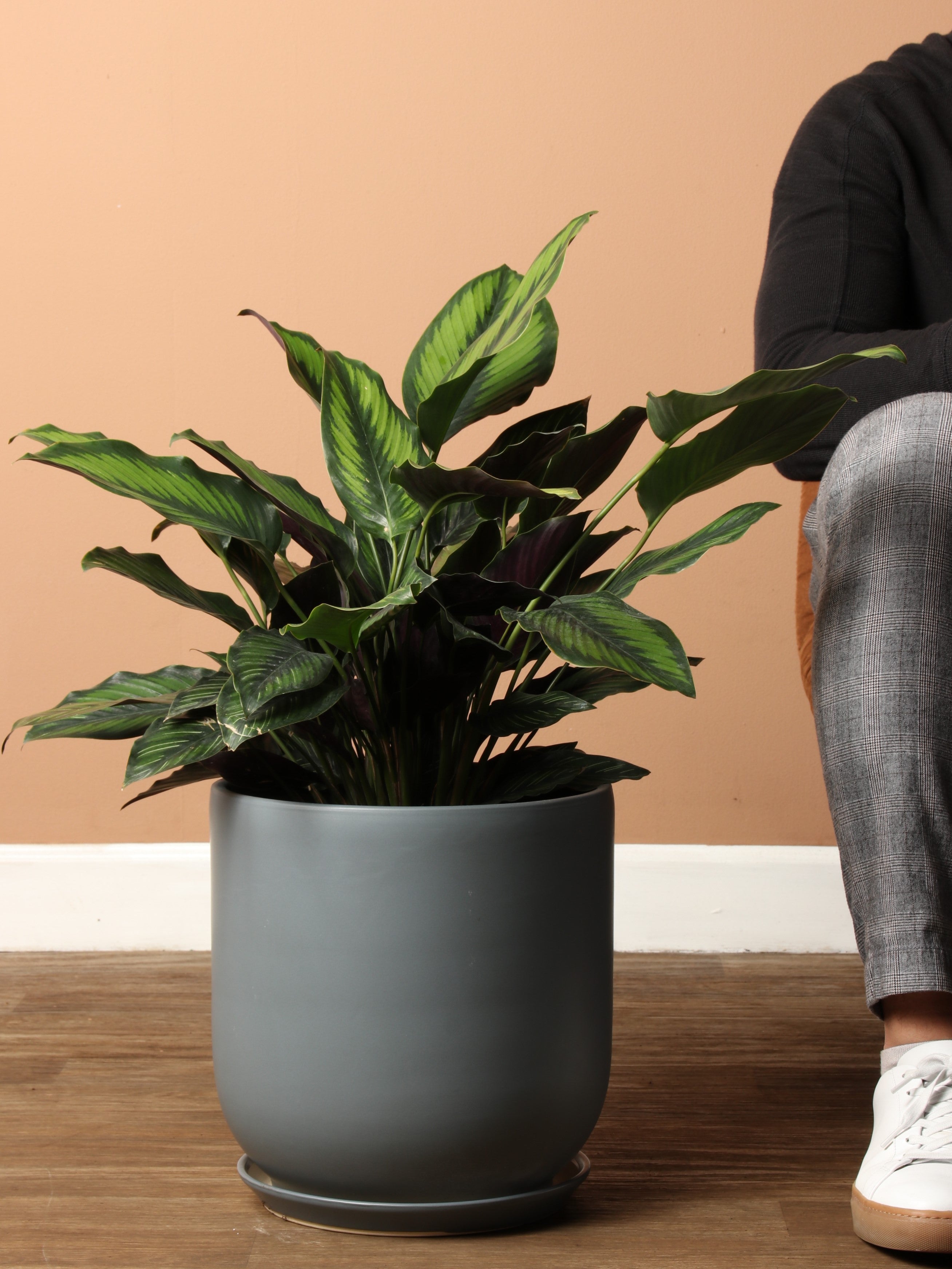 big calathea 3-5 FT Calathea 'Beauty Star' – Dahing Plants