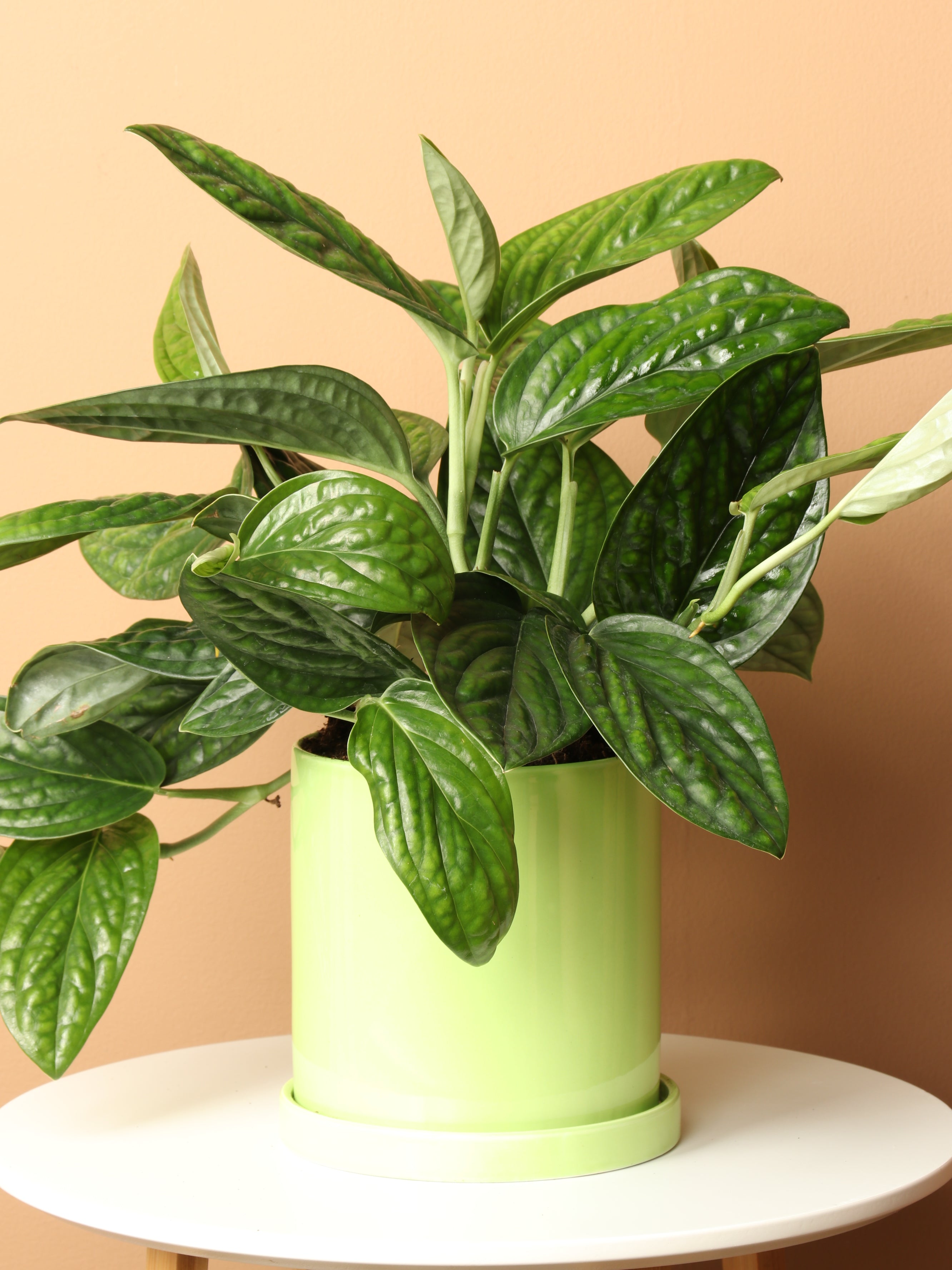 monstera peru plant for sale Buy Medium Monstera Peru Online | Rare Indoor Plant