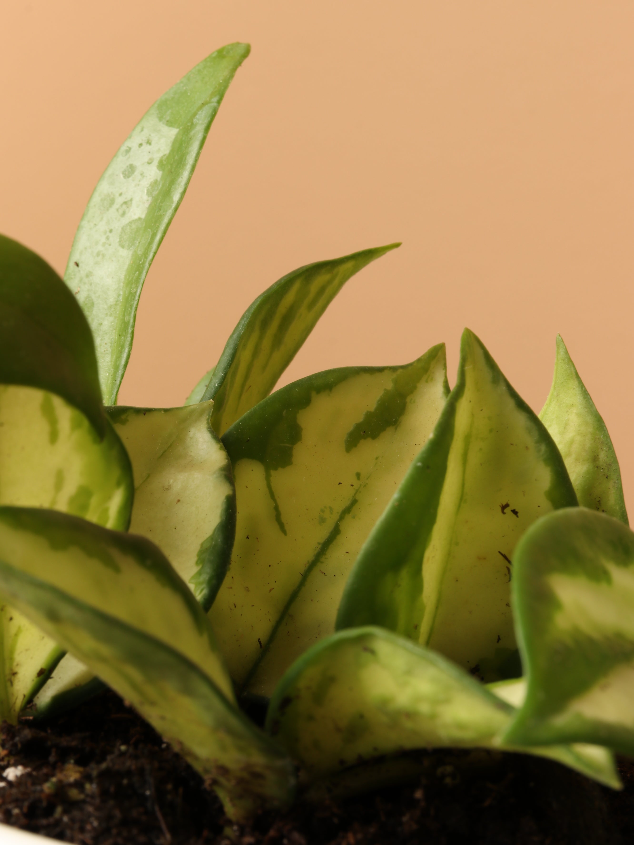 Small Hoya &