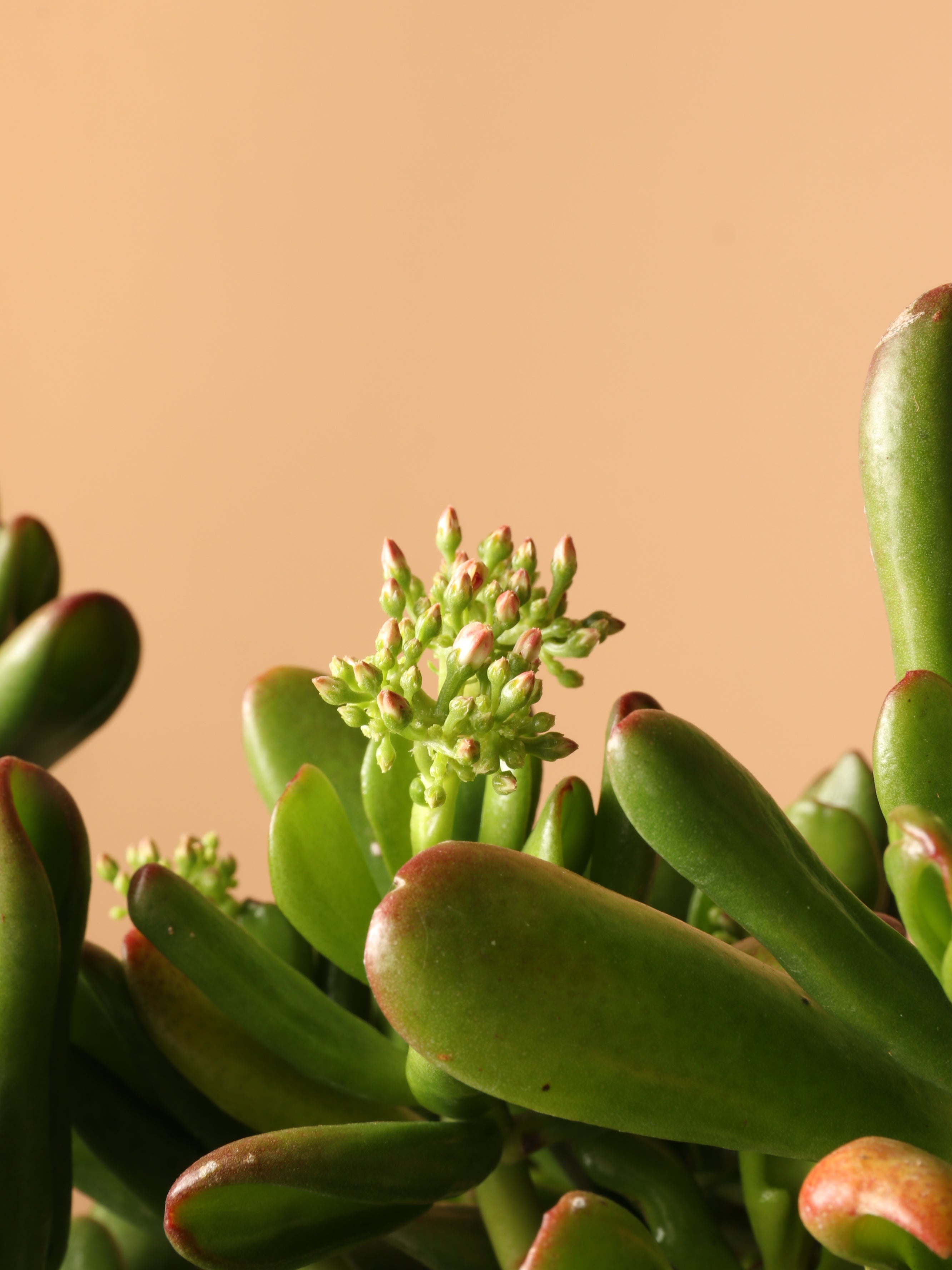 Full Size Jade Succulent Bonsai (Crassula)