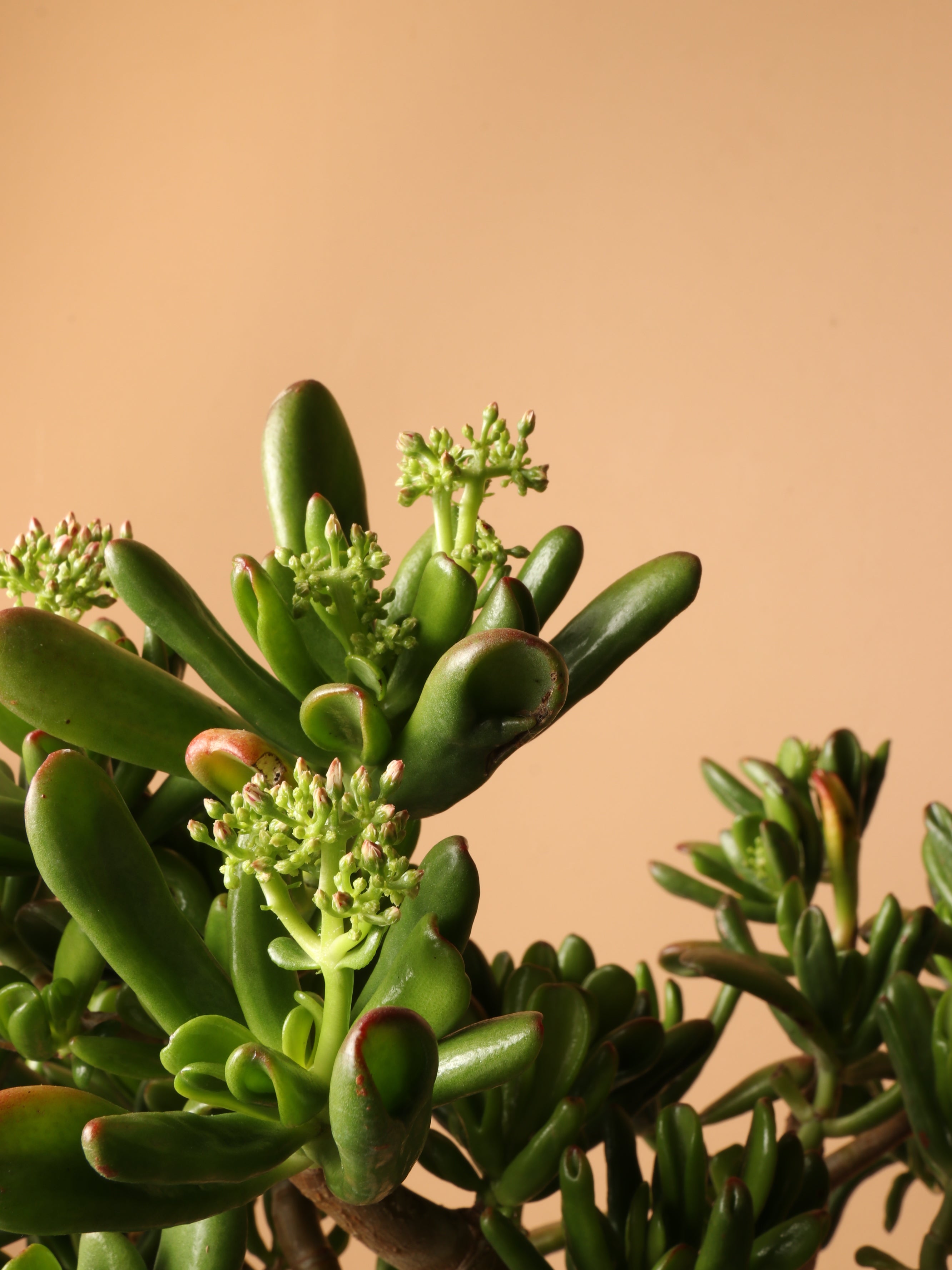 Full Size Jade Succulent Bonsai (Crassula)