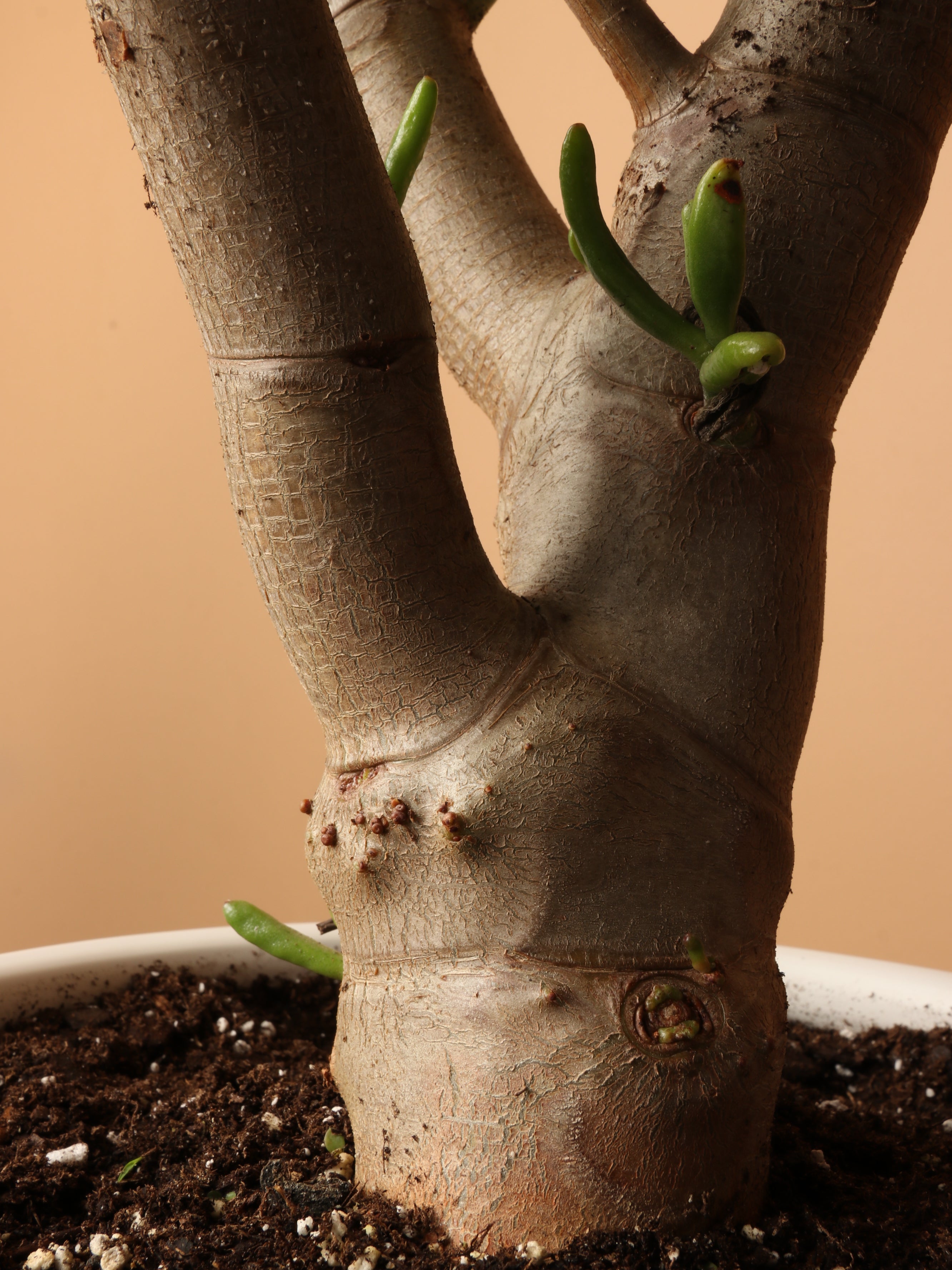 Full Size Jade Succulent Bonsai (Crassula)